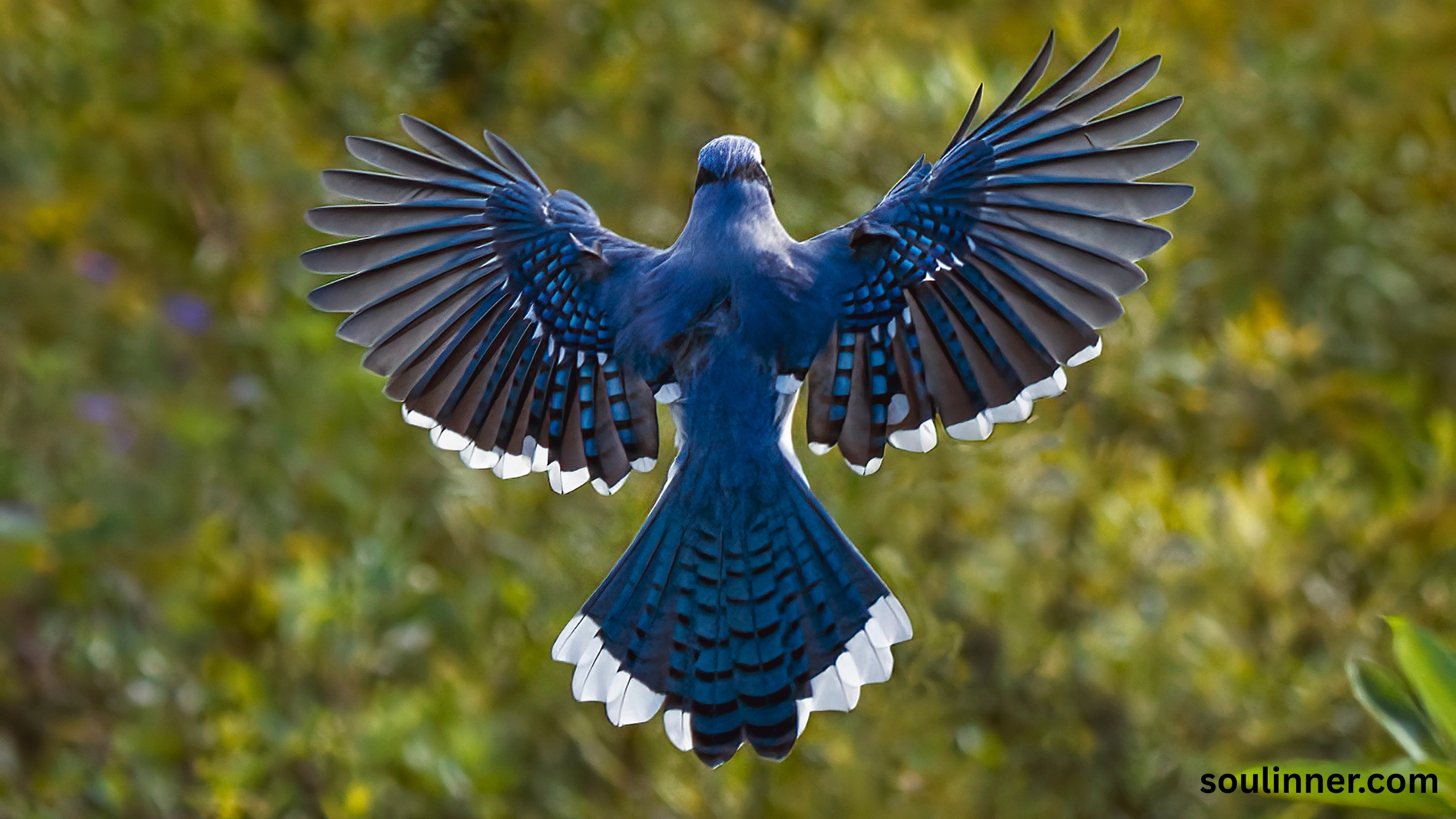 blue jay feather