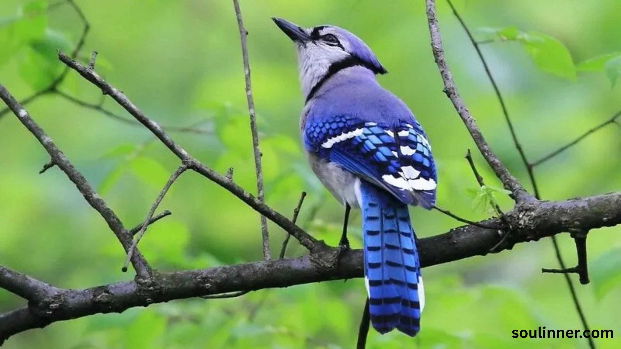 blue jay feather