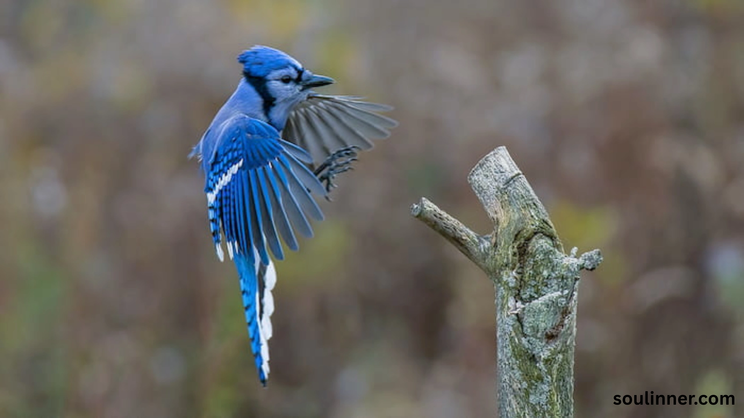 blue jay feather