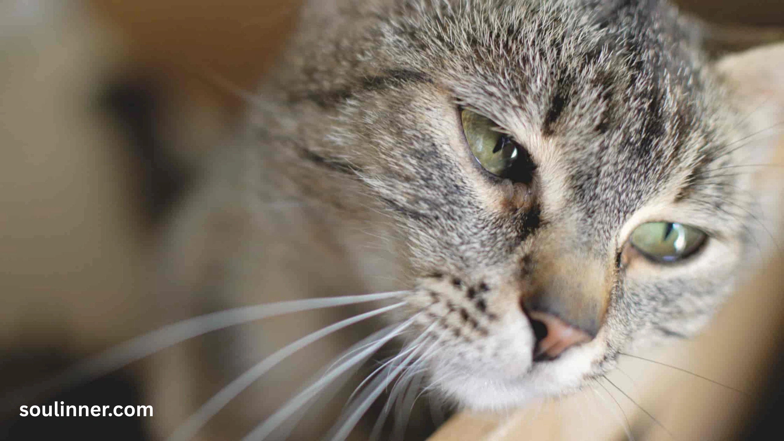 cat crying at night spiritual meaning