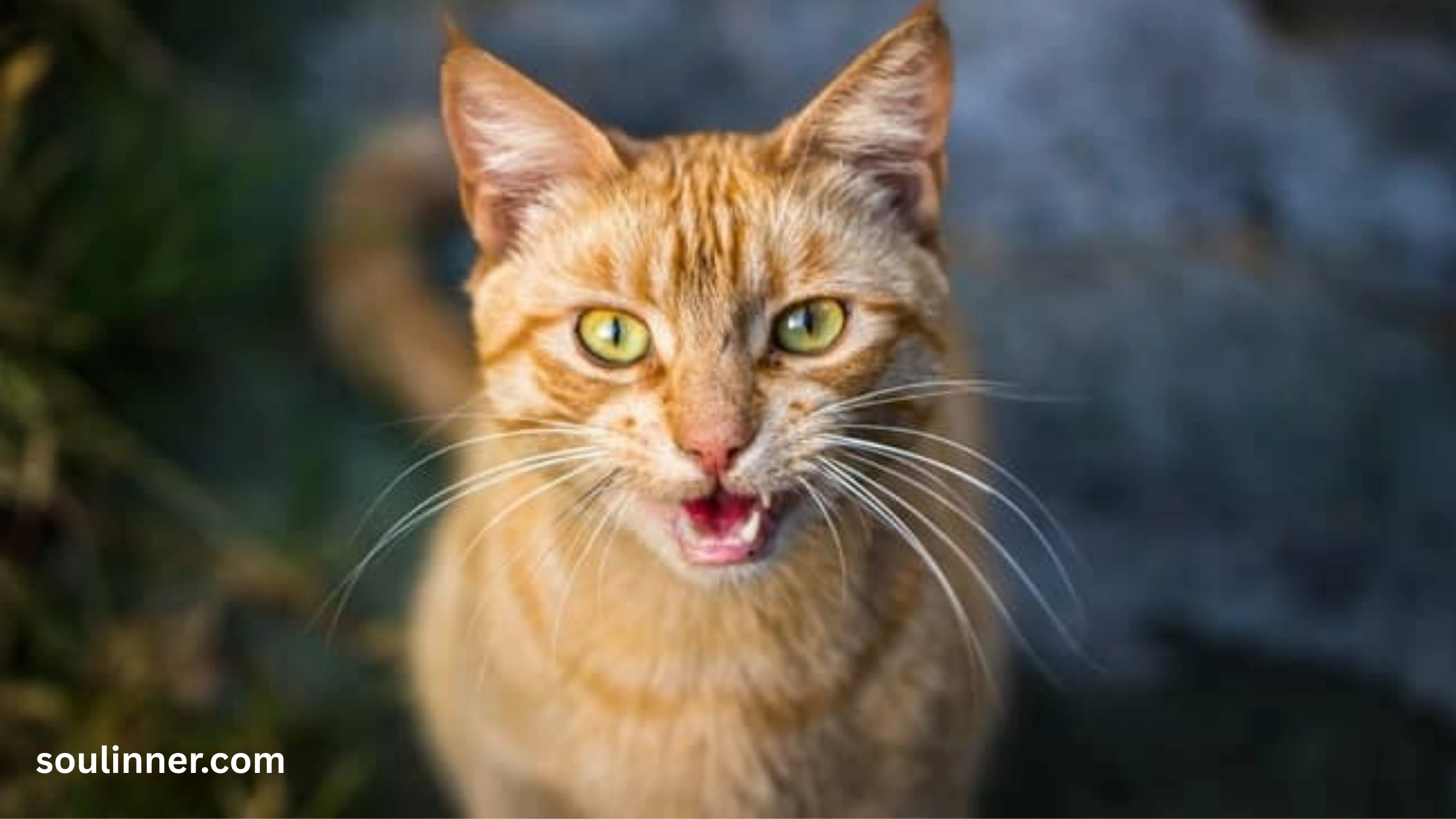cat crying at night spiritual meaning