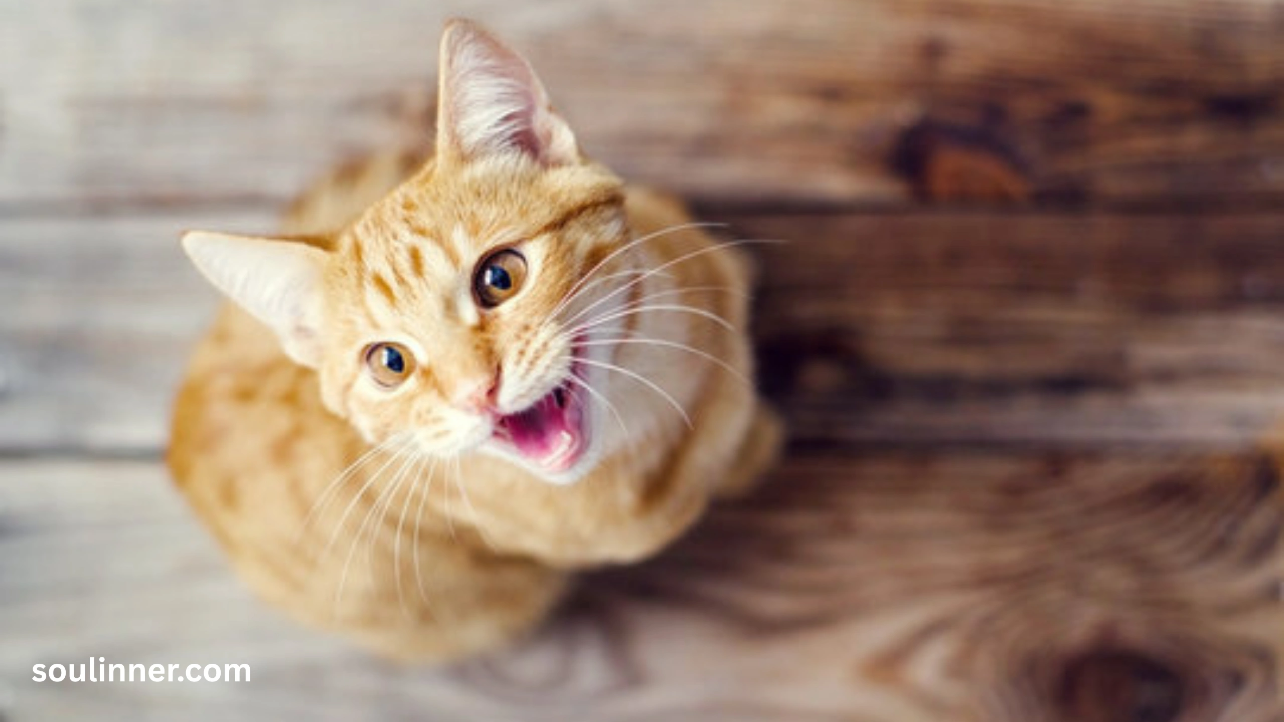 cat crying at night spiritual meaning