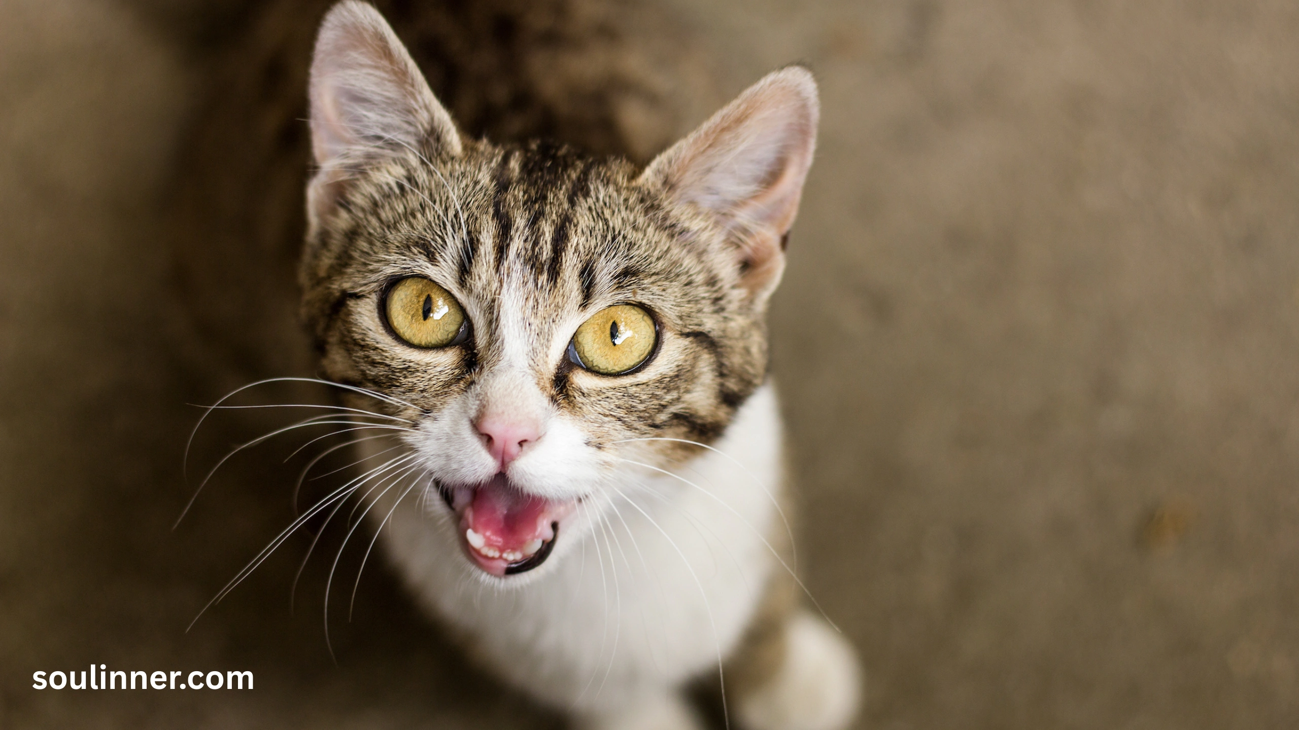 cat crying at night spiritual meaning