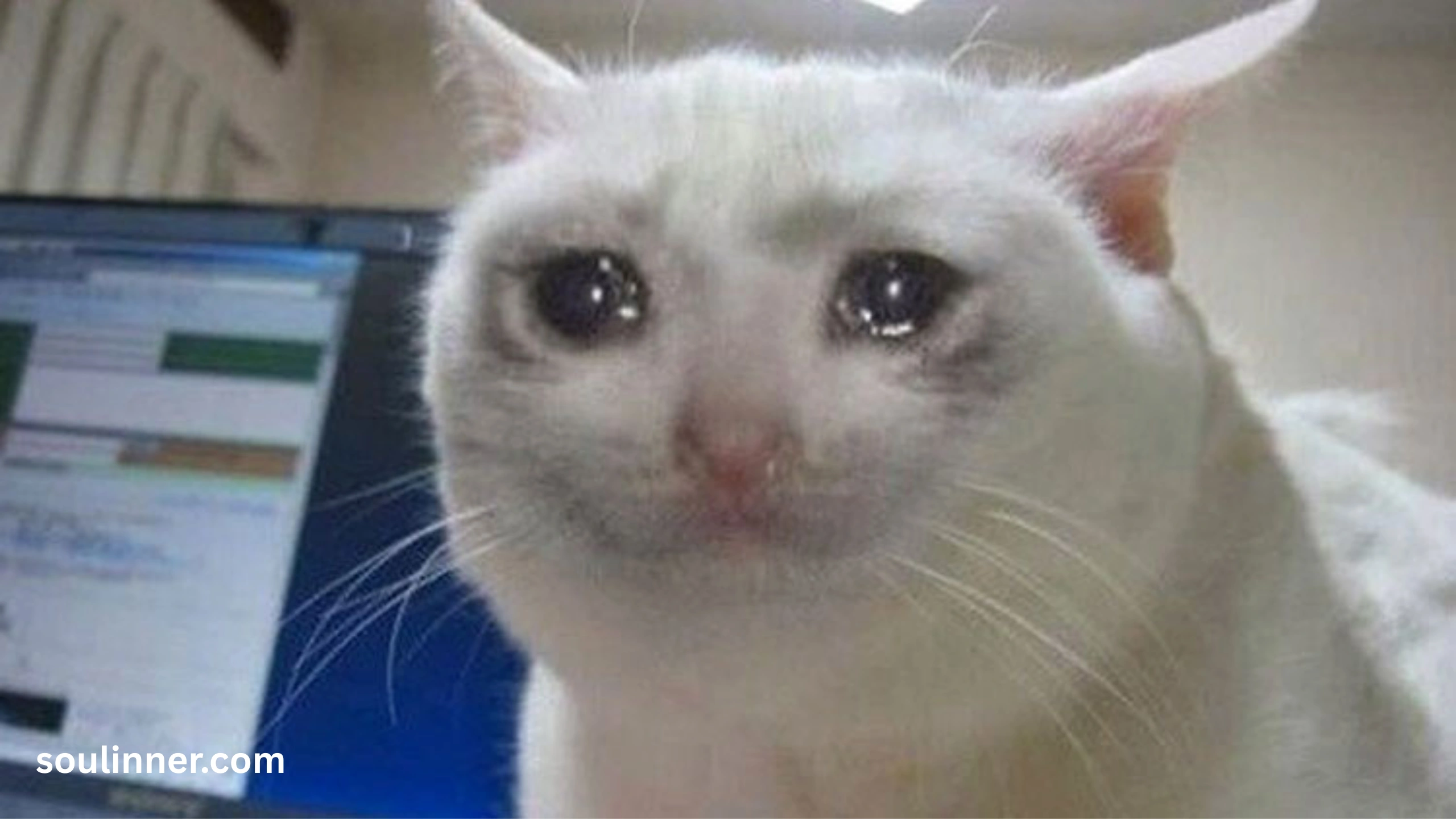 cat crying at night spiritual meaning