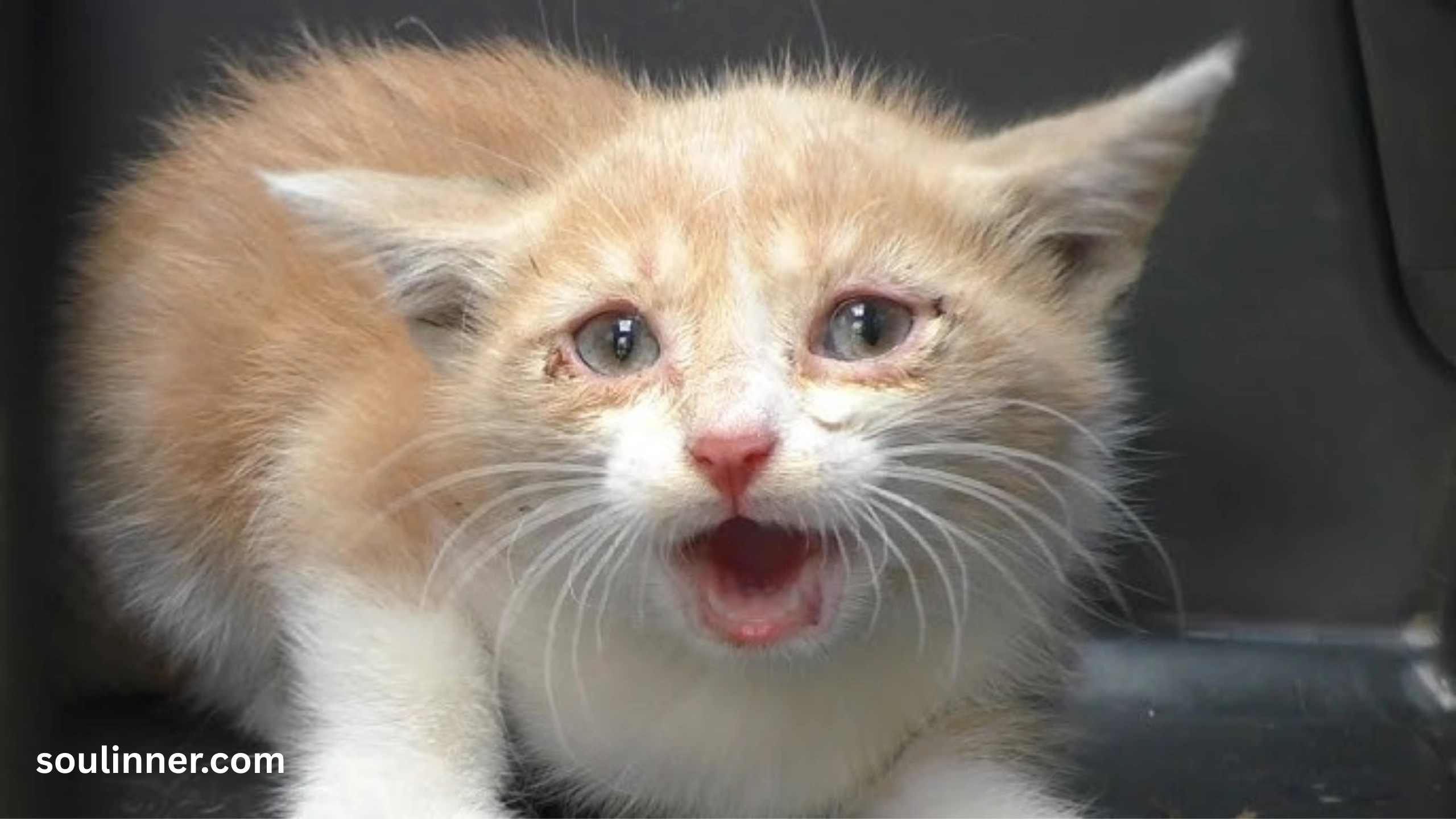 cat crying at night spiritual meaning
