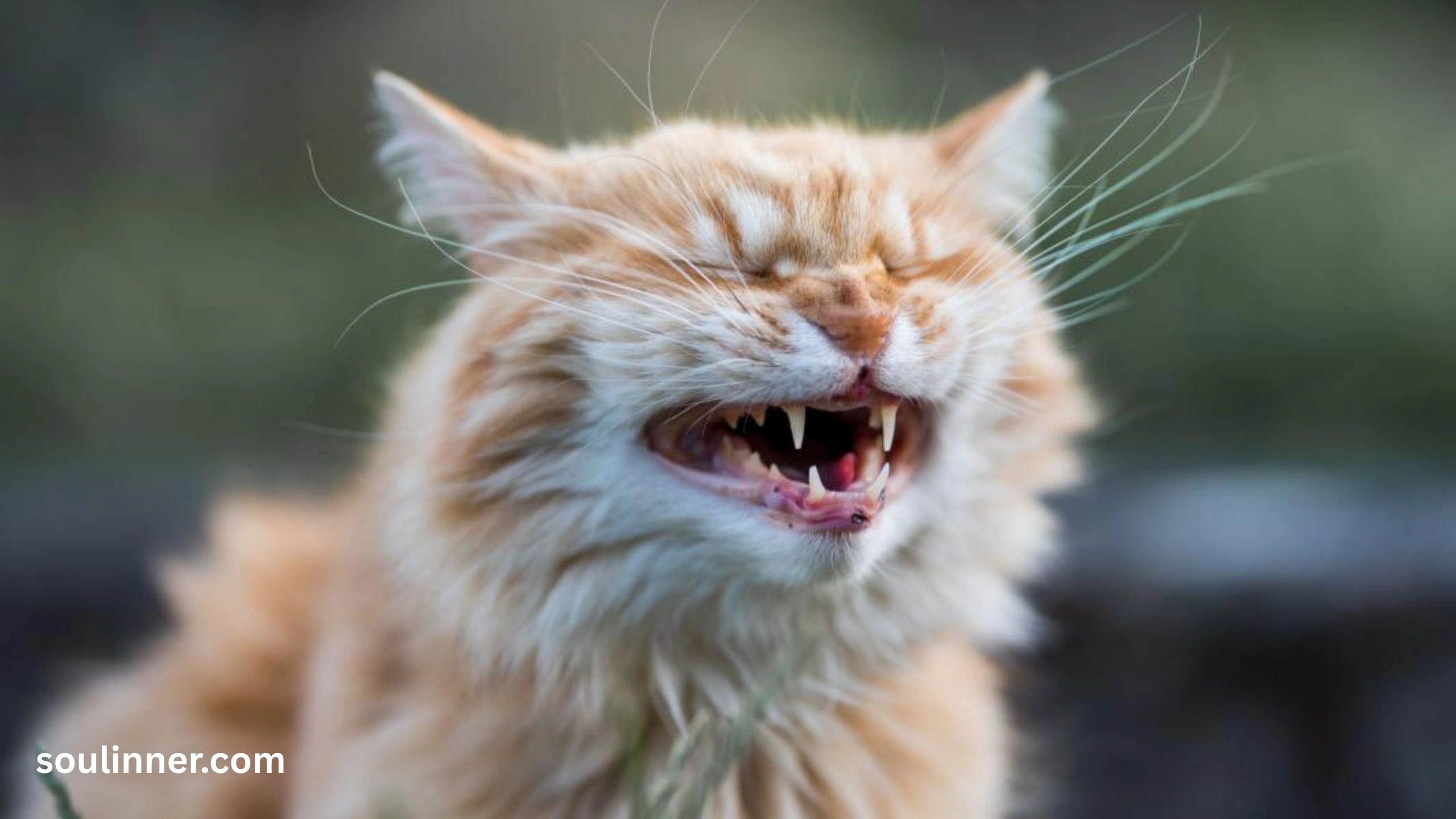 cat crying at night spiritual meaning