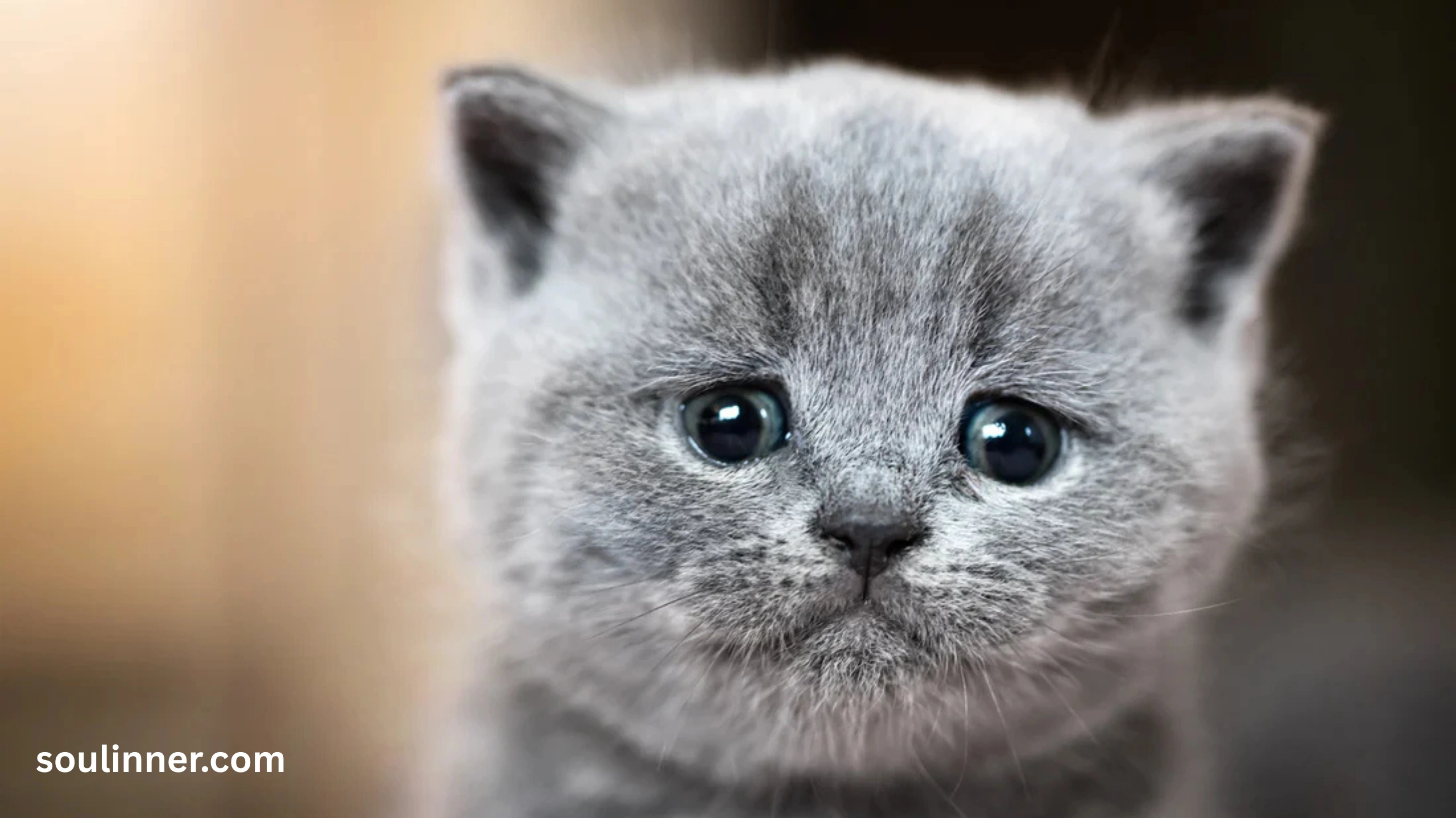 cat crying at night spiritual meaning