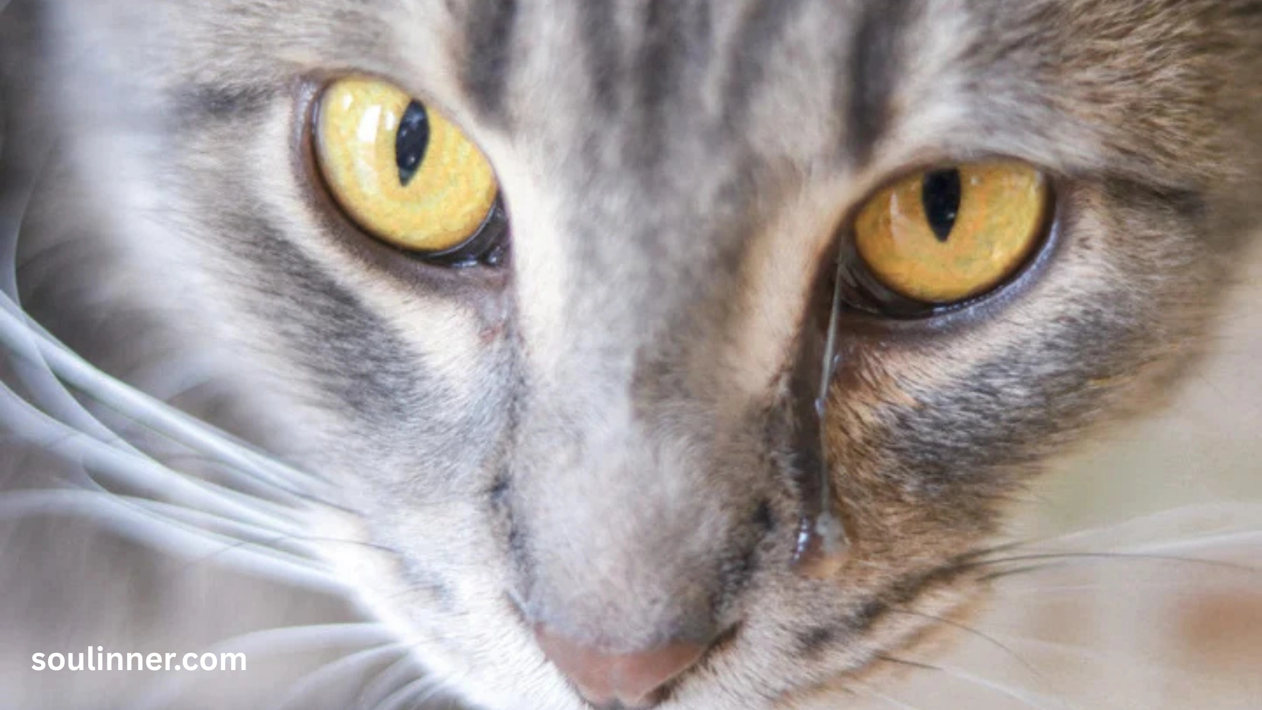 cat crying at night spiritual meaning