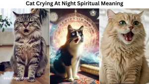 cat crying at night spiritual meaning
