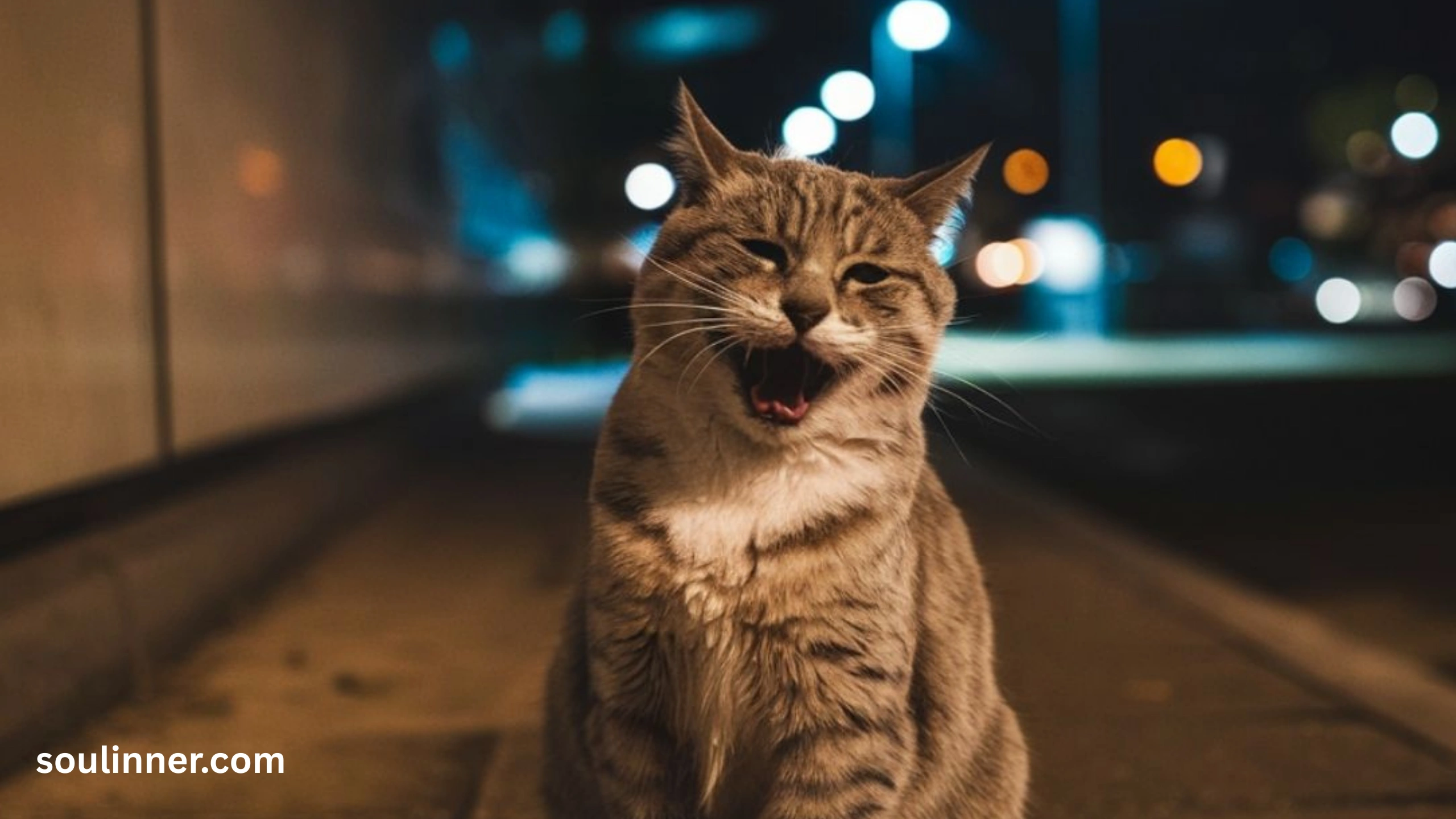 cat crying at night spiritual meaning