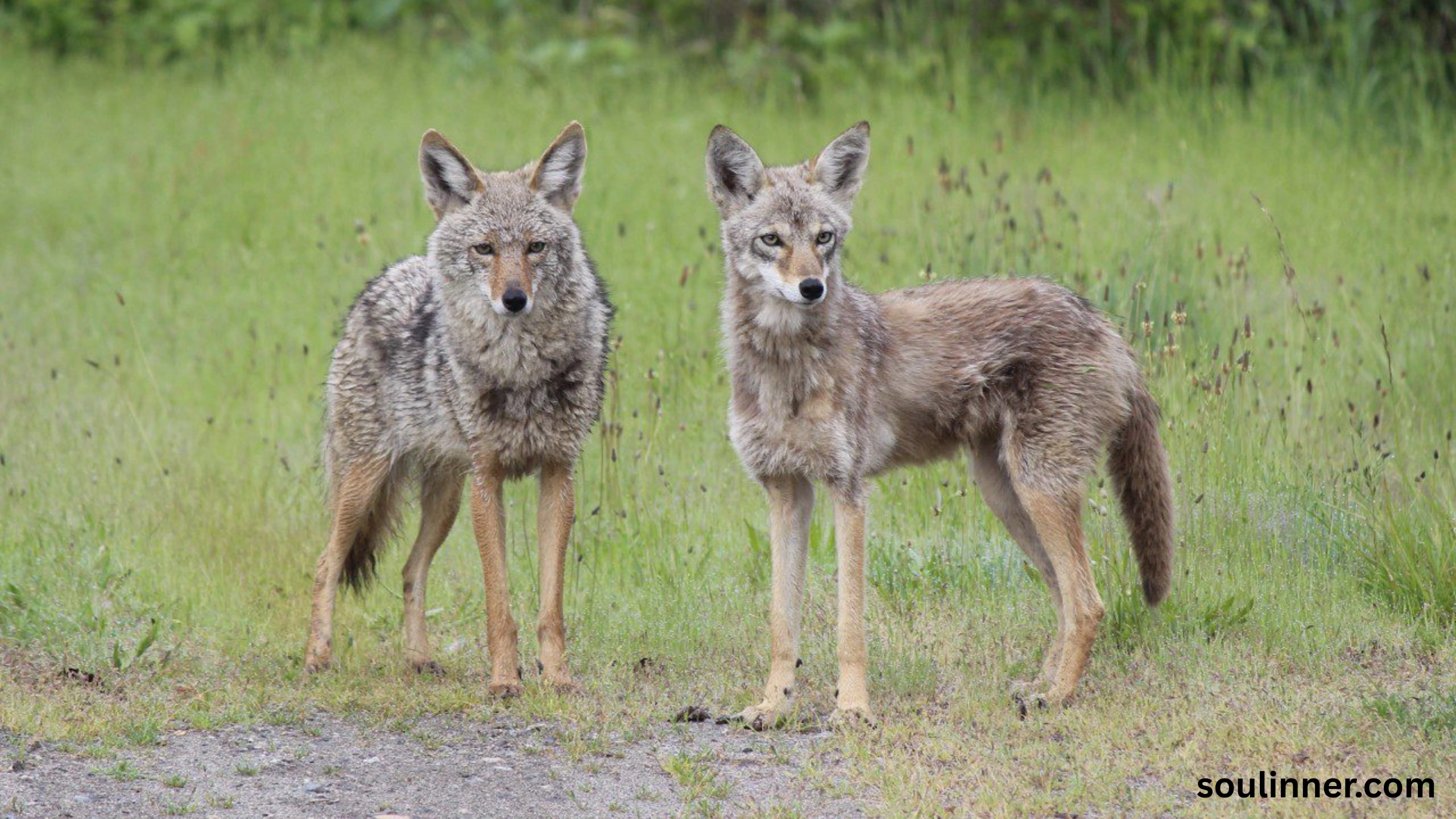 coyote spiritual meaning
