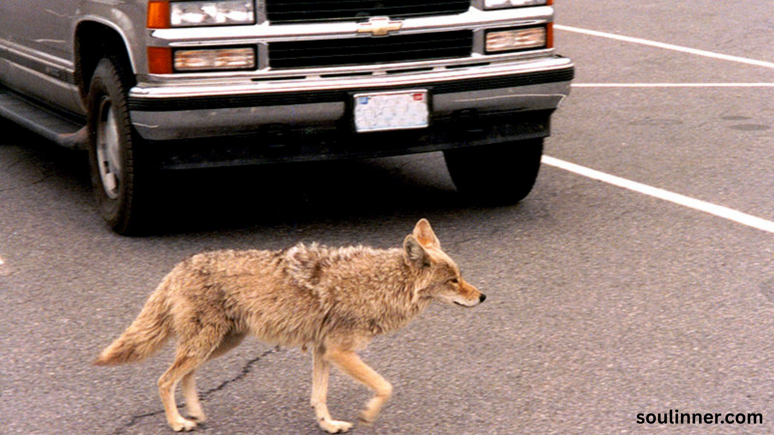 coyote spiritual meaning