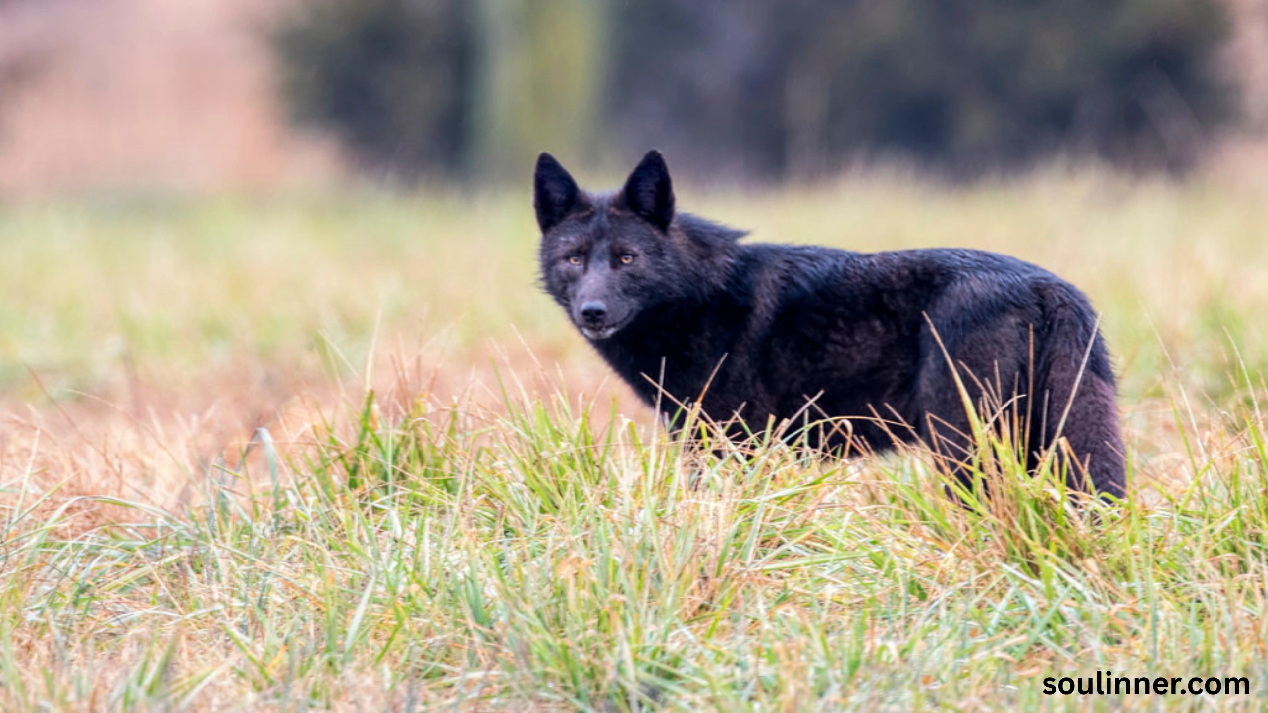 coyote spiritual meaning