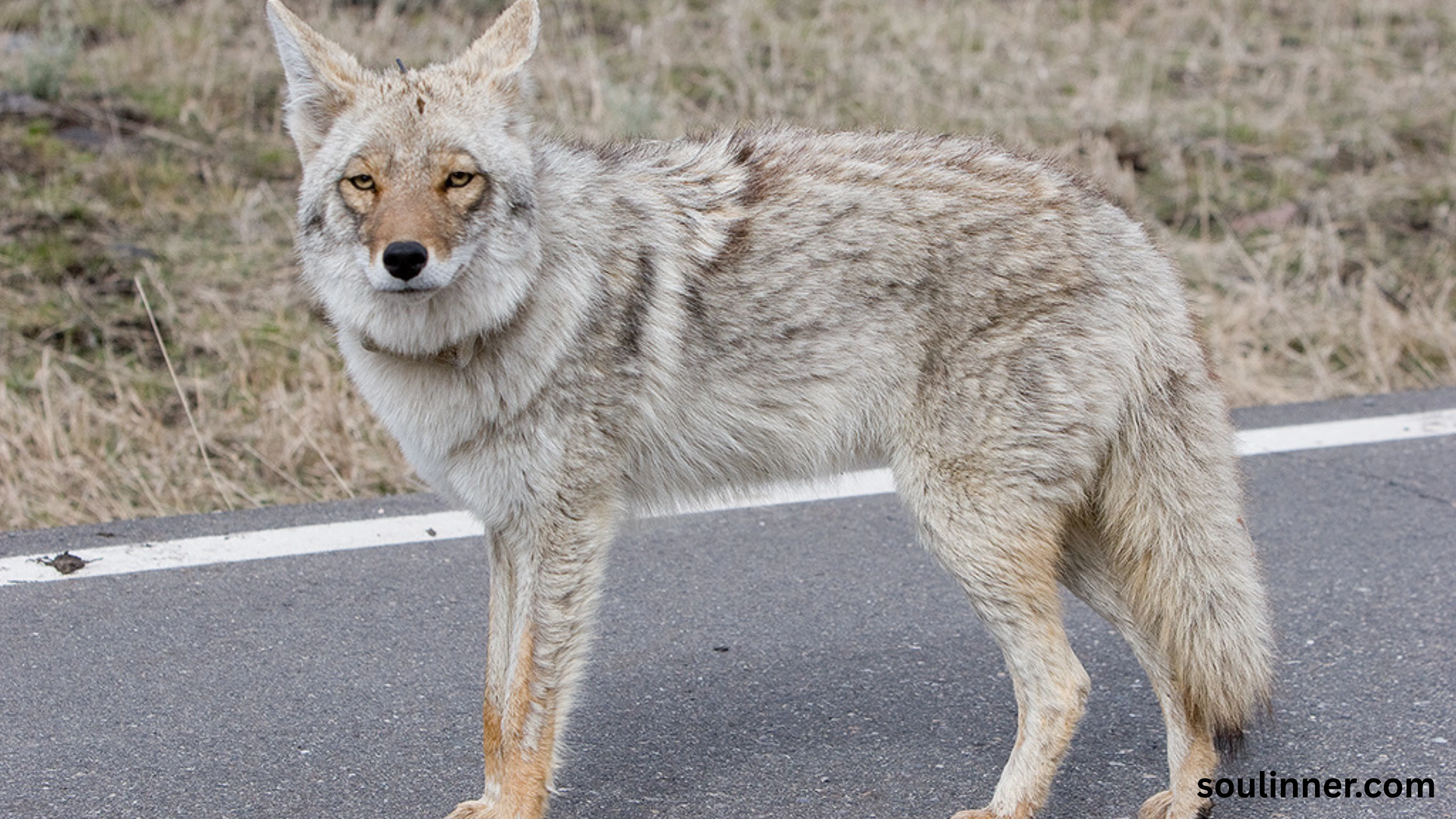 coyote spiritual meaning