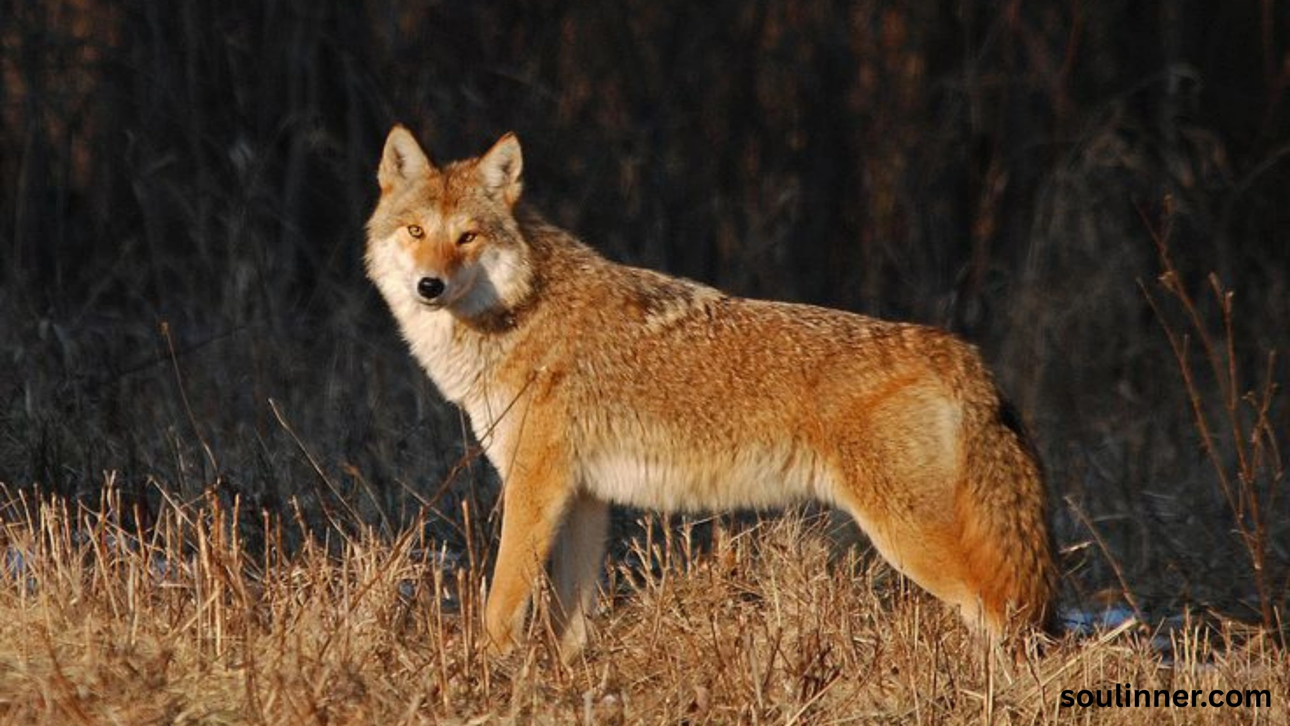 coyote spiritual meaning