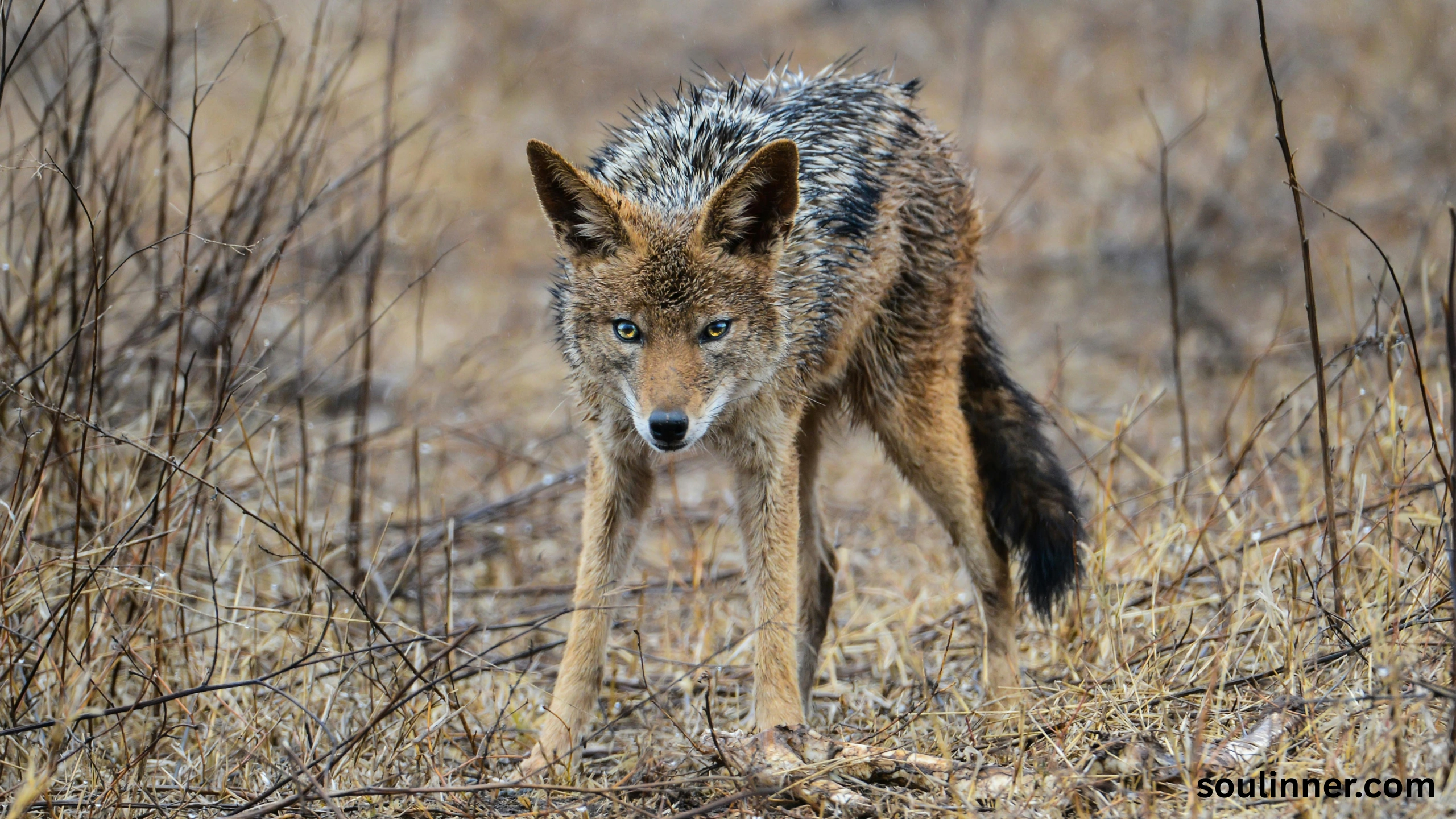 coyote spiritual meaning