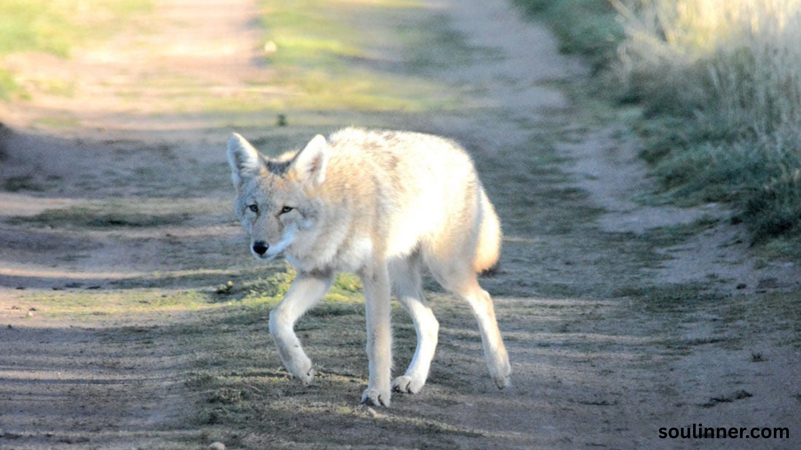 coyote spiritual meaning