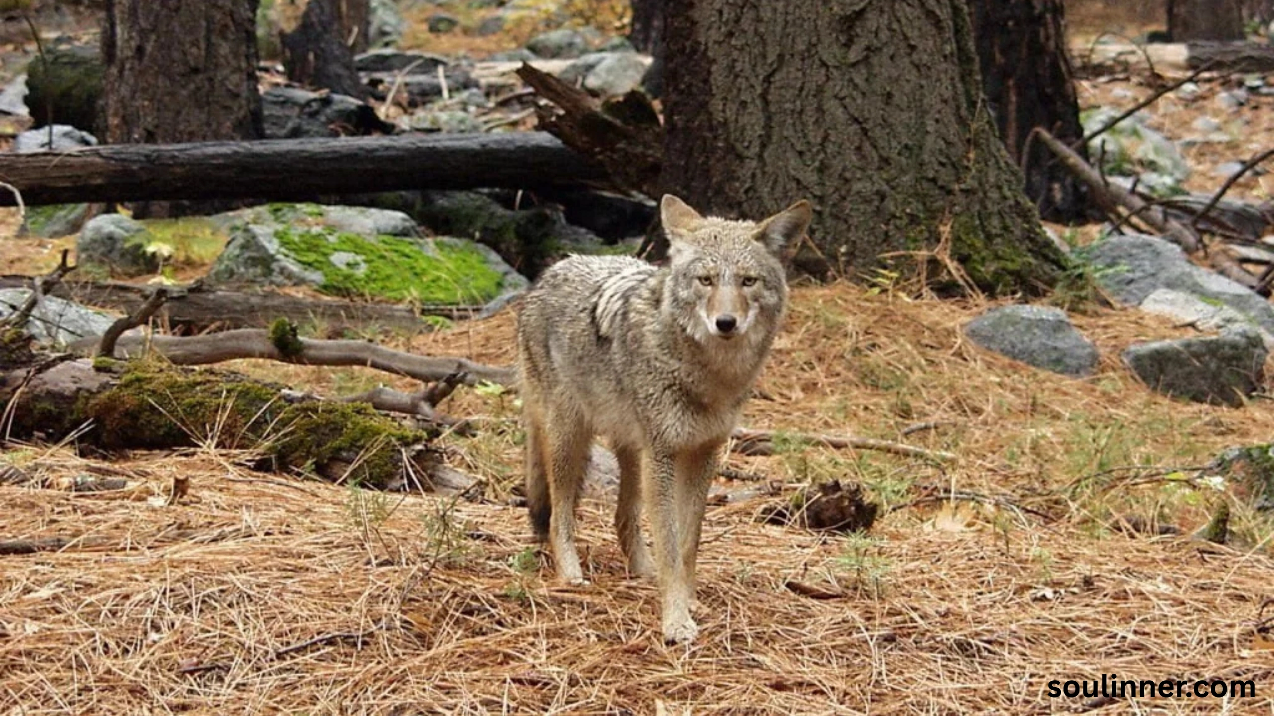 coyote spiritual meaning