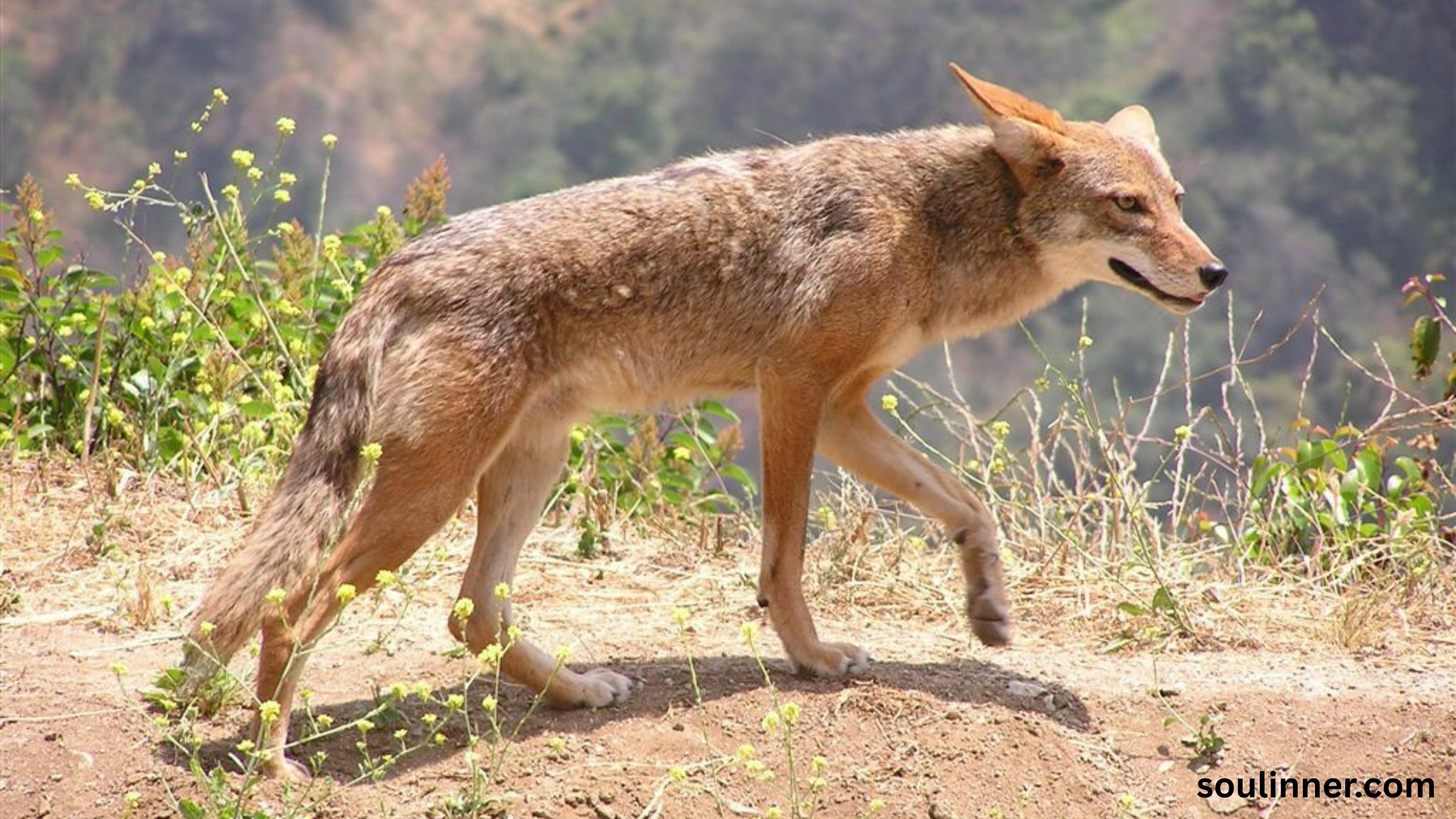 coyote spiritual meaning