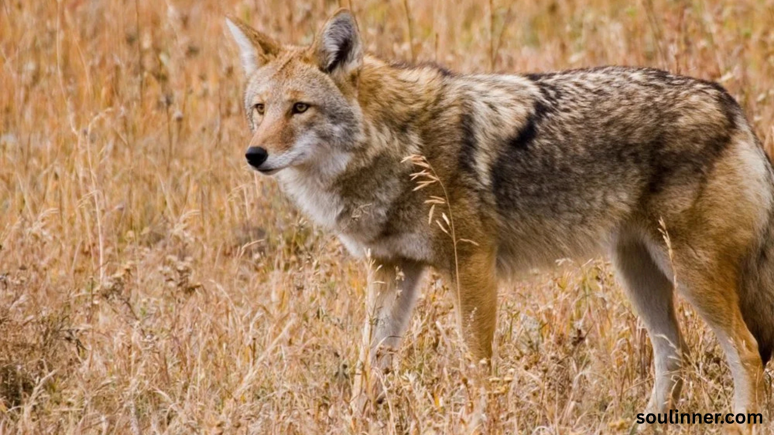 coyote spiritual meaning