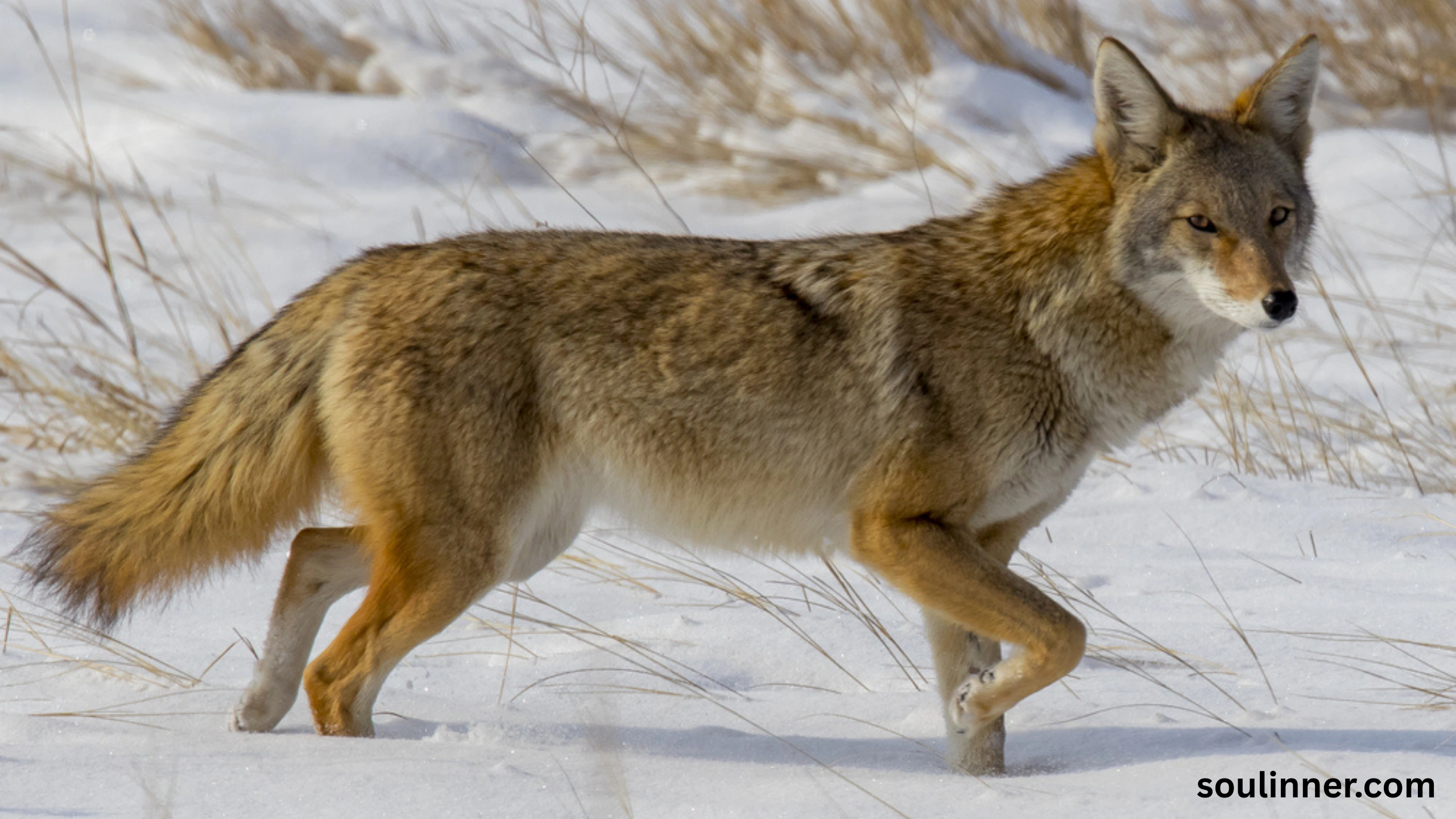 coyote spiritual meaning