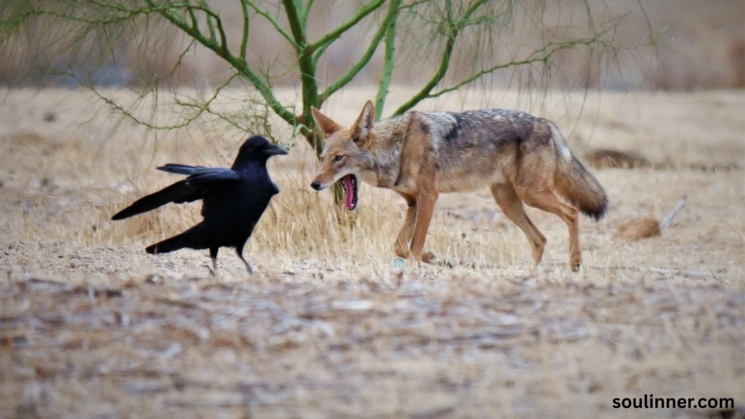 coyote spiritual meaning