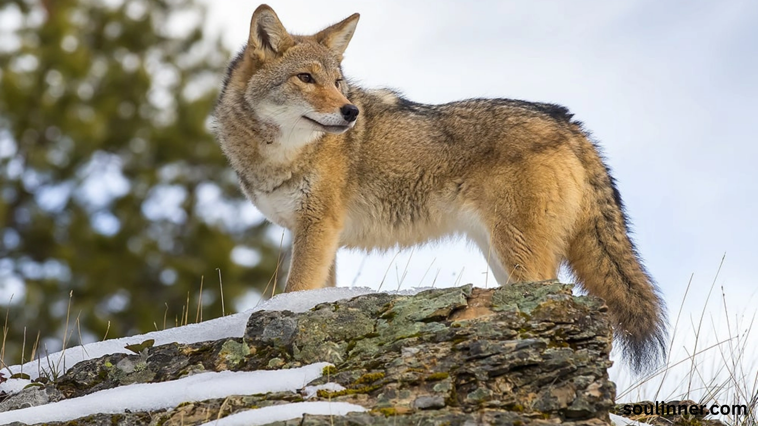 coyote spiritual meaning
