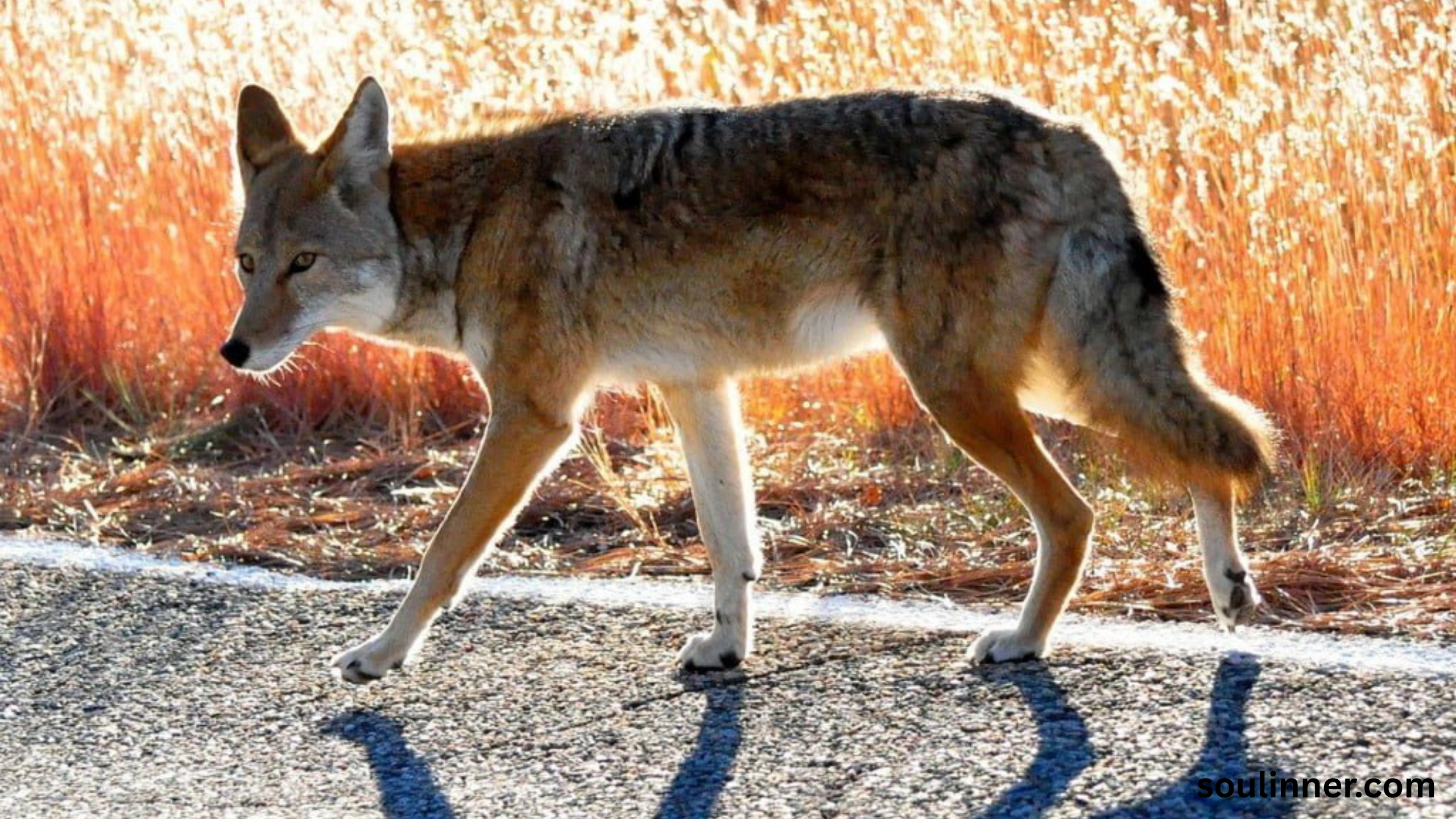 coyote spiritual meaning