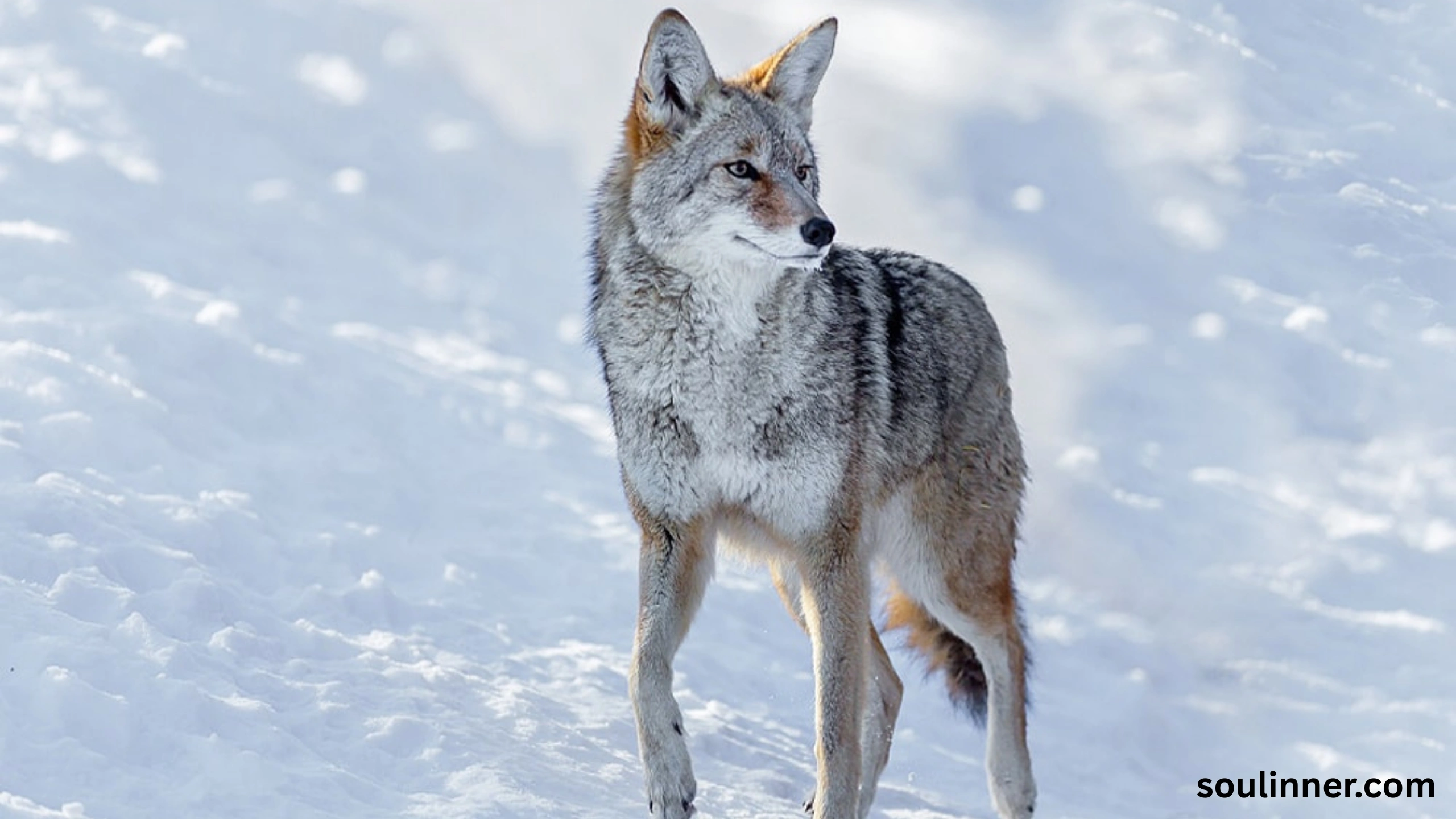 coyote spiritual meaning
