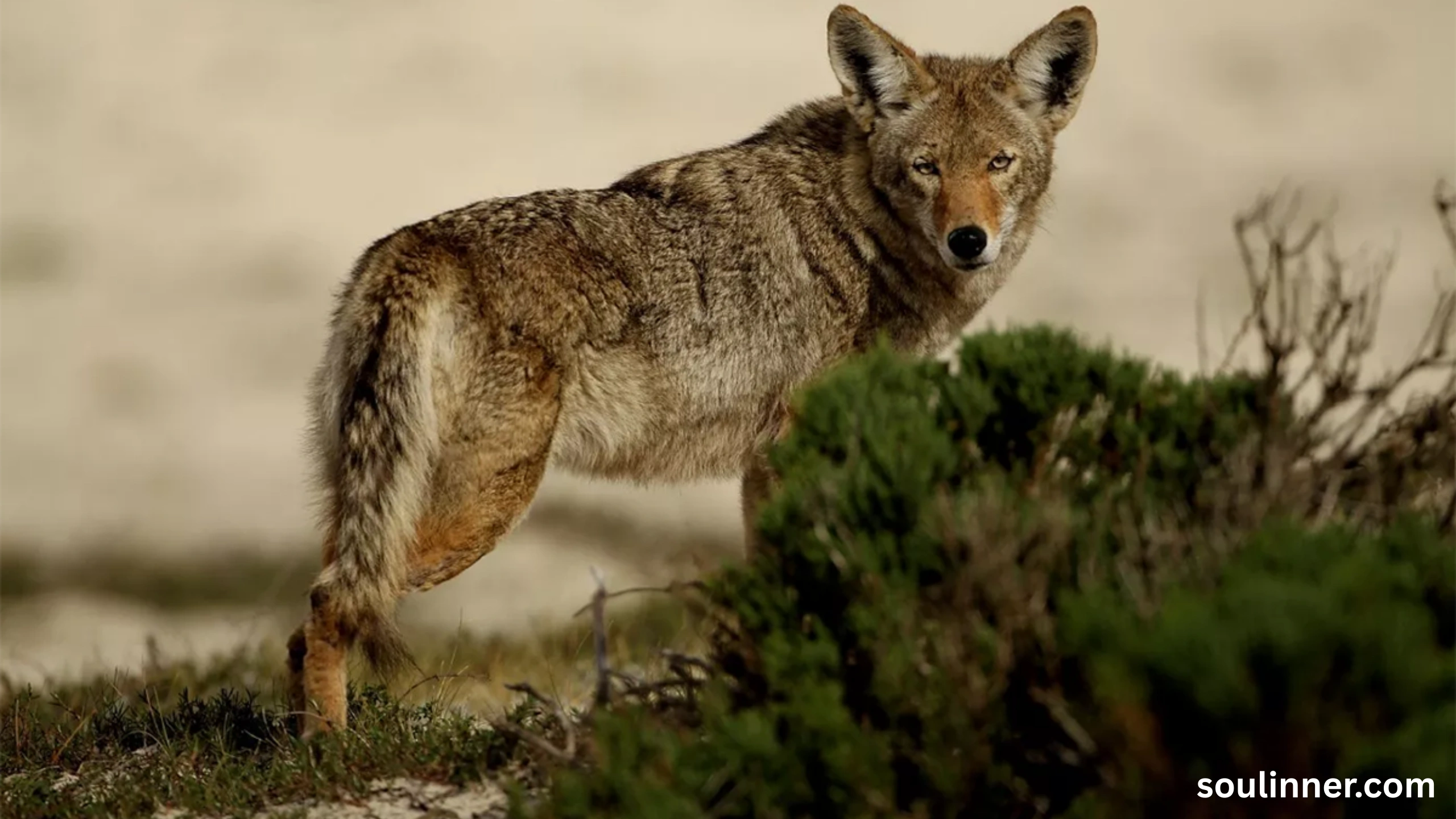 coyote spiritual meaning
