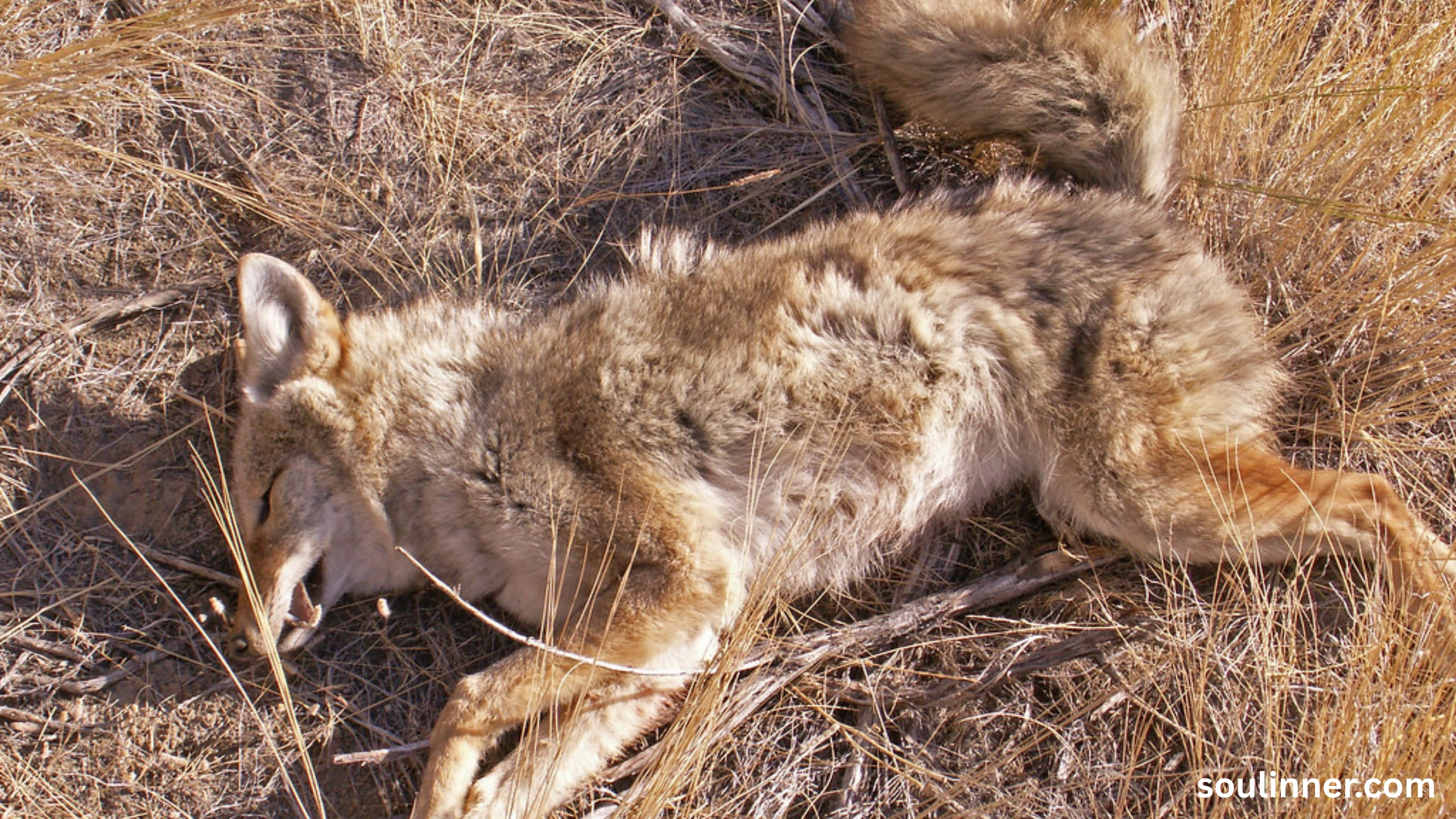 coyote spiritual meaning