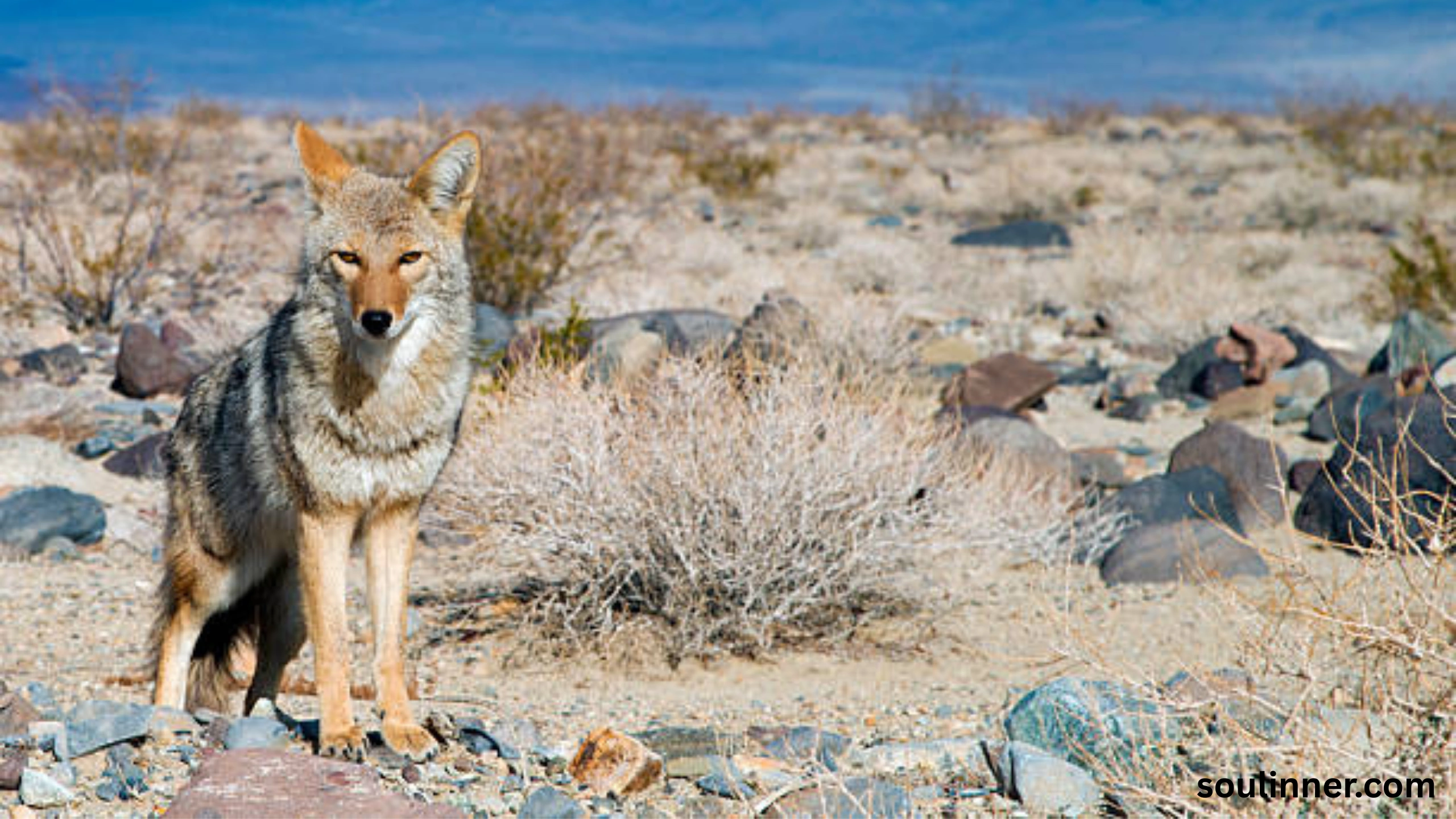 coyote spiritual meaning