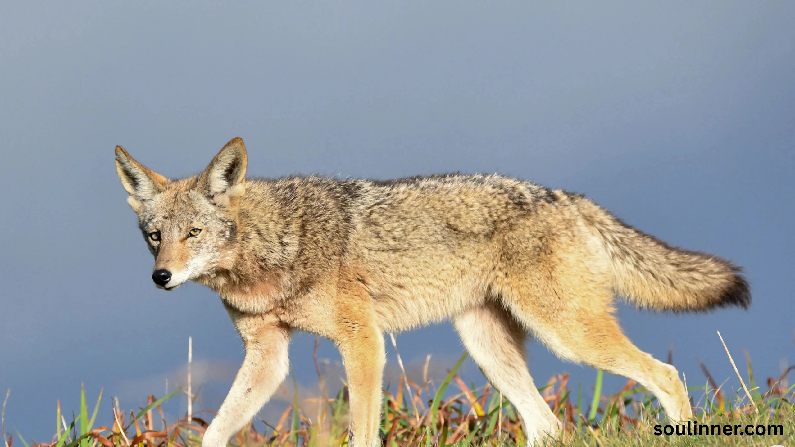coyote spiritual meaning