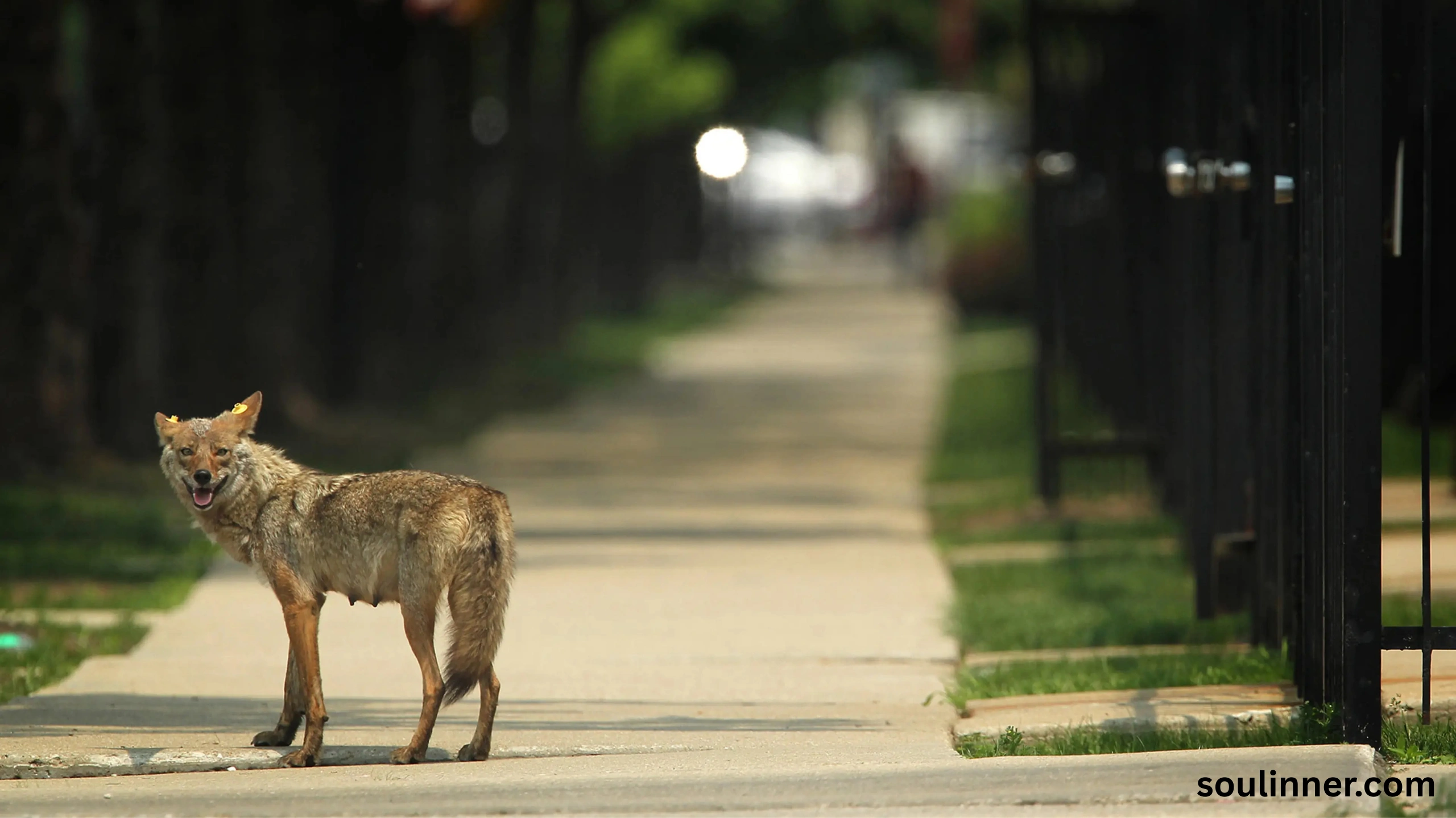 coyote spiritual meaning