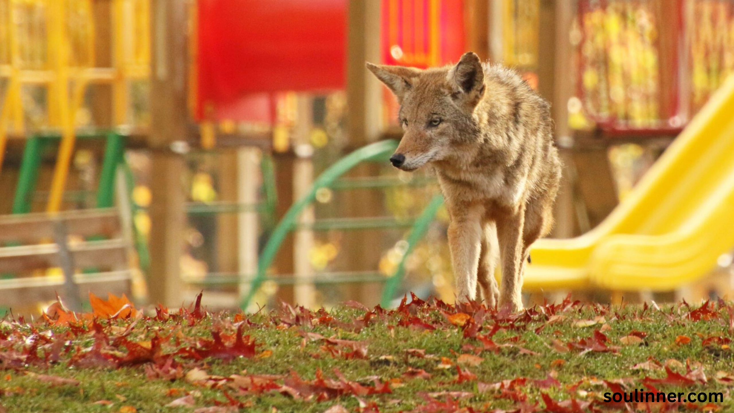 coyote spiritual meaning