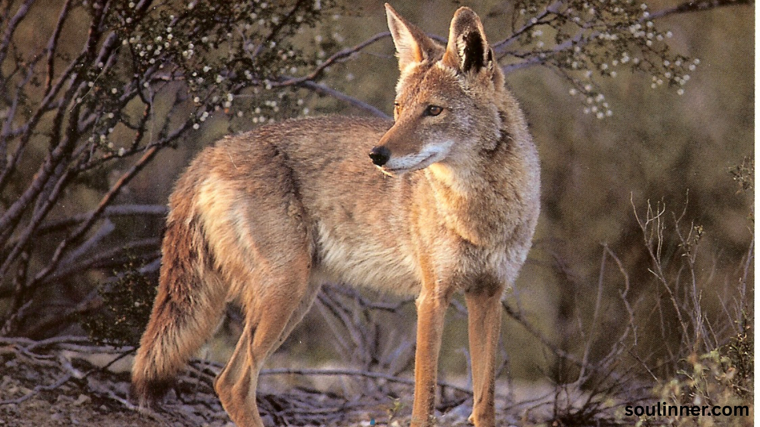 coyote spiritual meaning