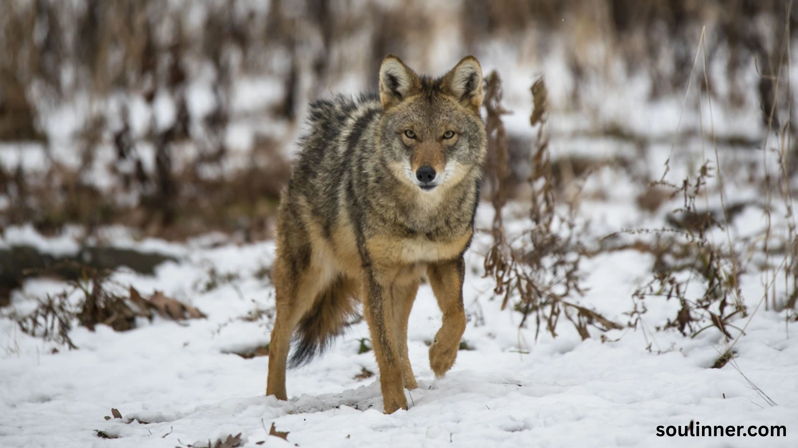 coyote spiritual meaning