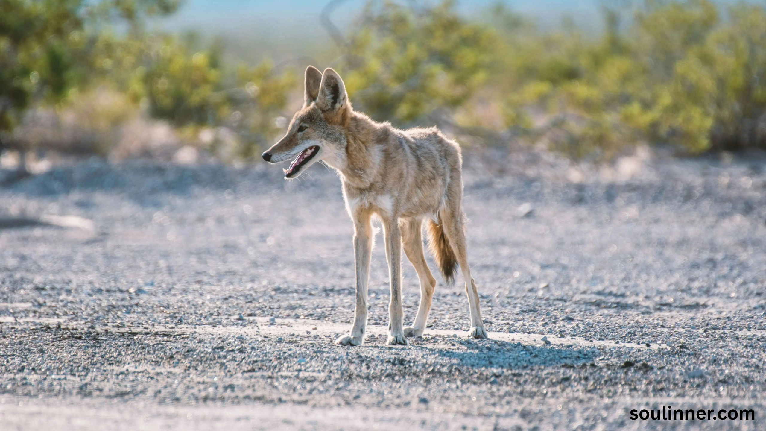 Coyote Spiritual Meaning
