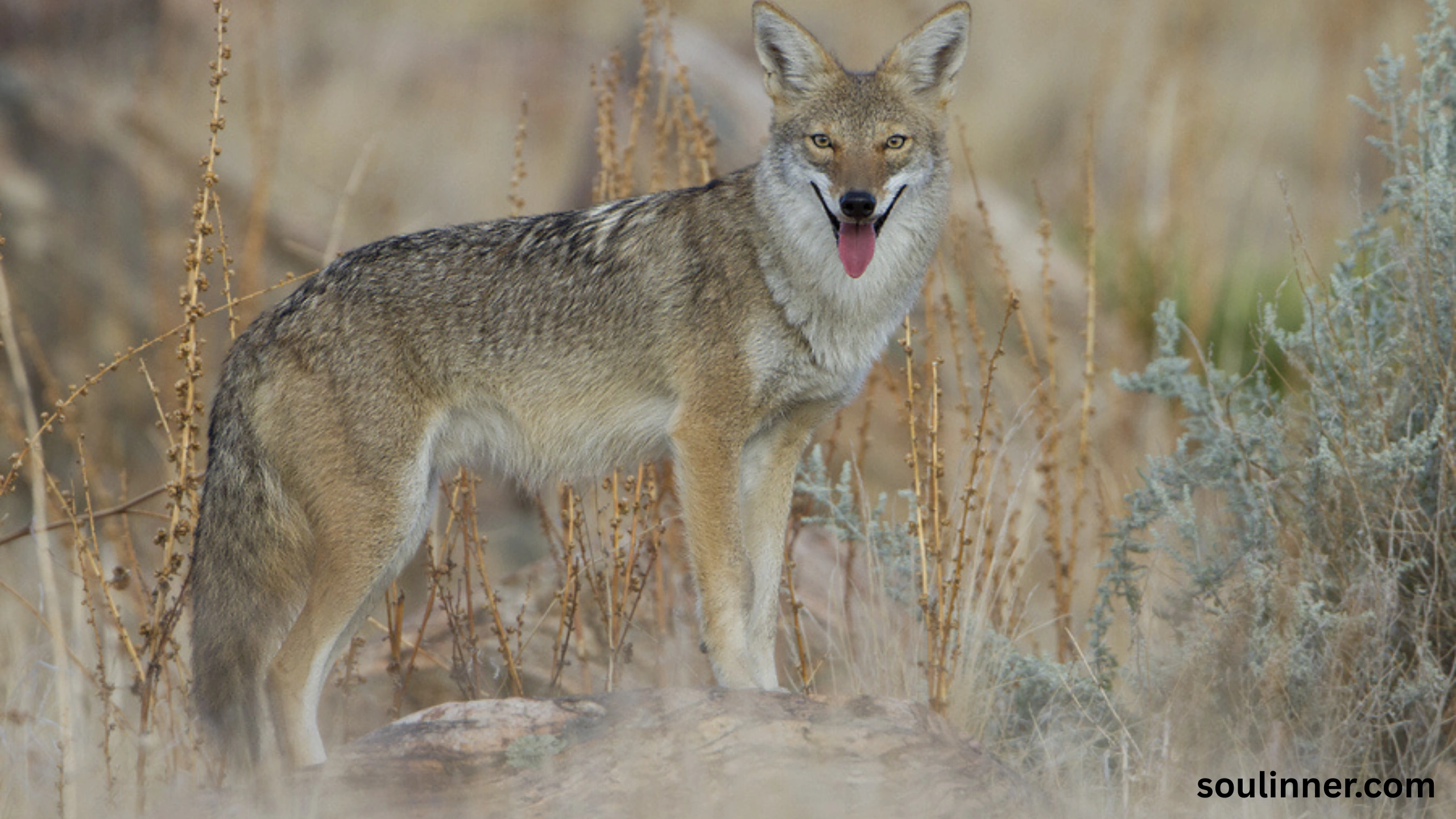 coyote spiritual meaning