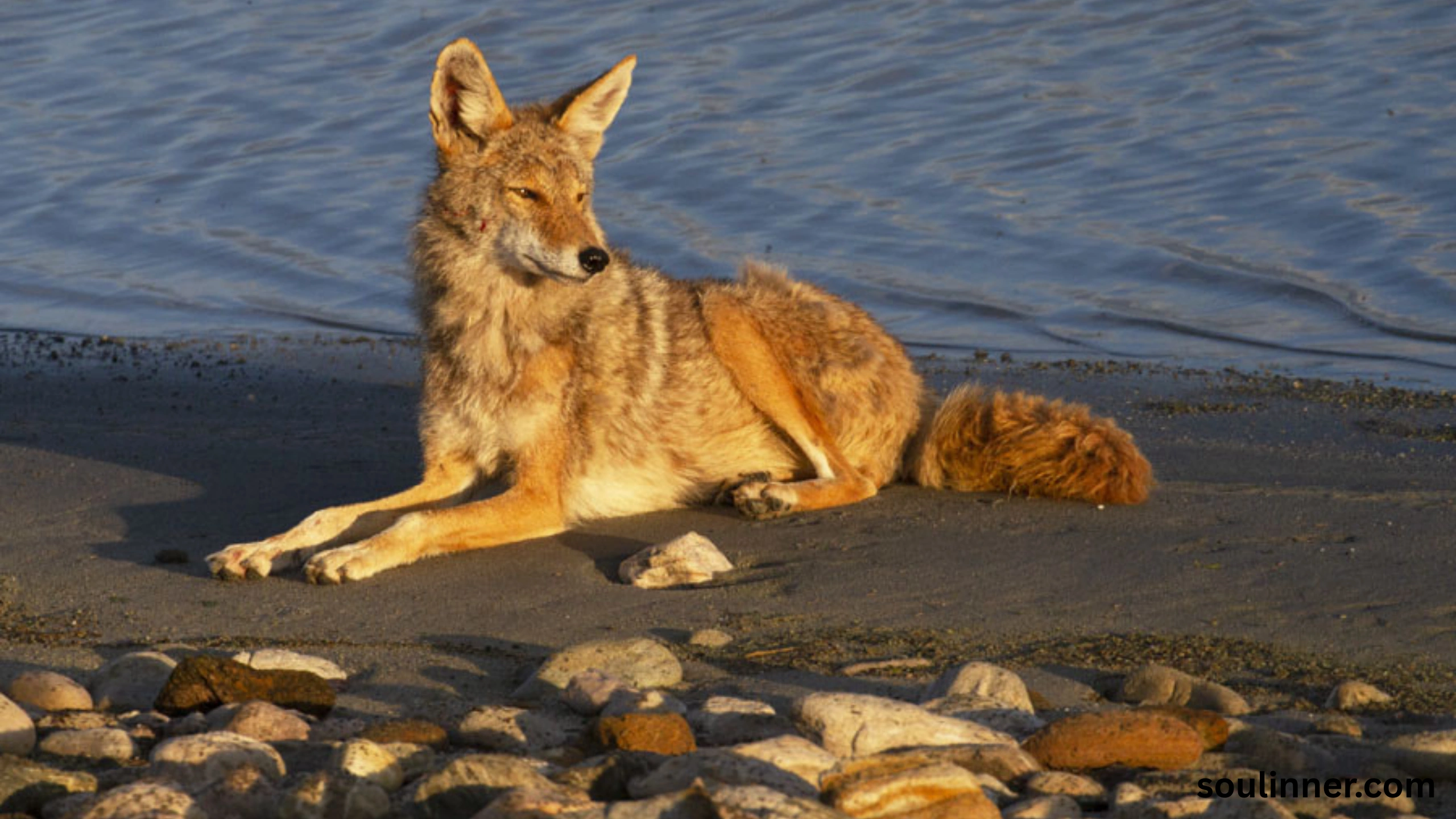 coyote spiritual meaning