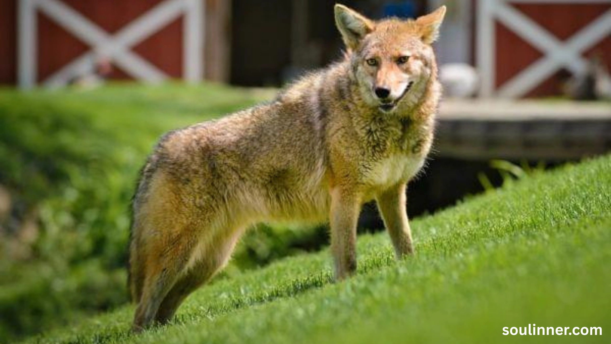 coyote spiritual meaning