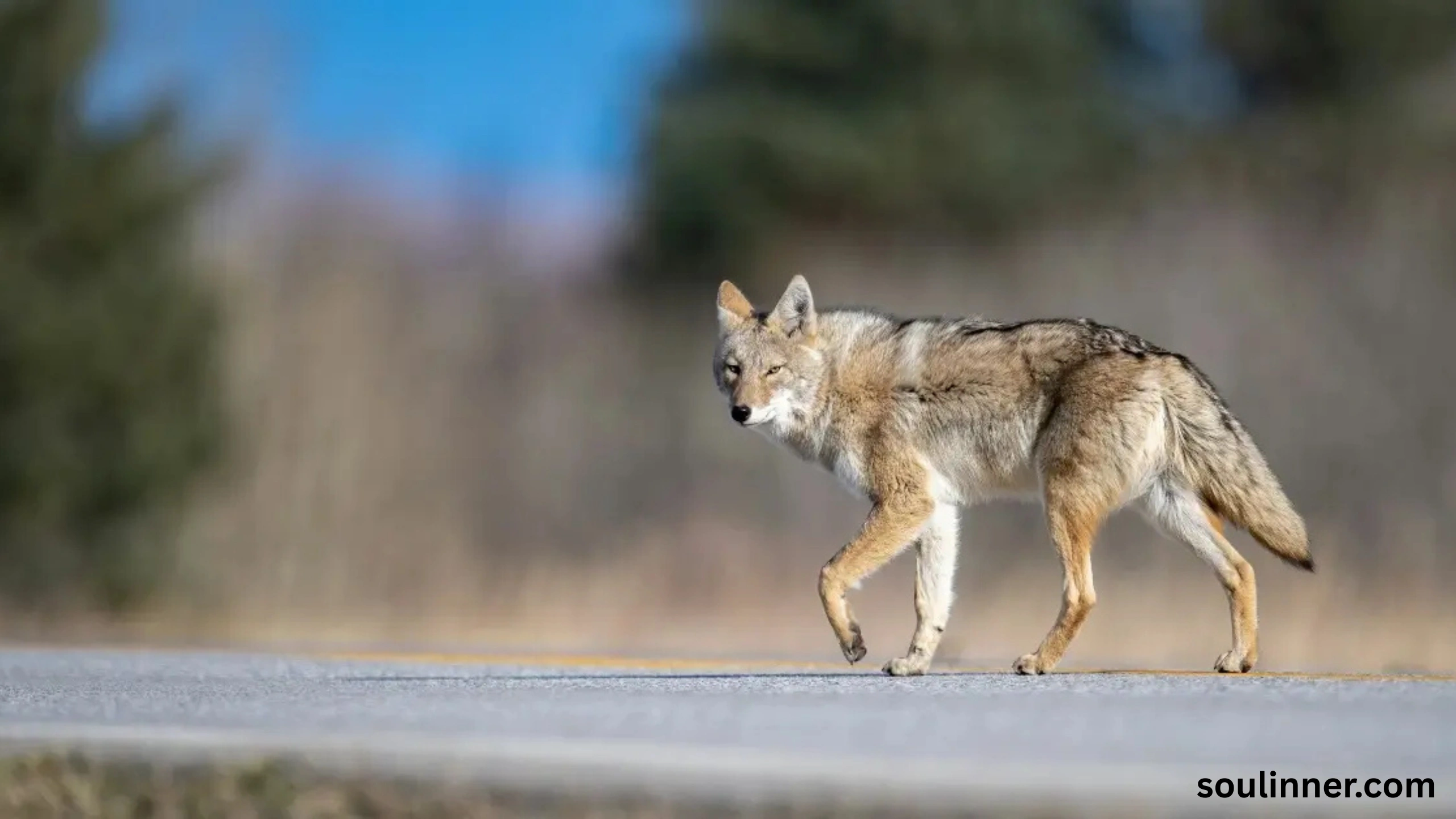 coyote spiritual meaning