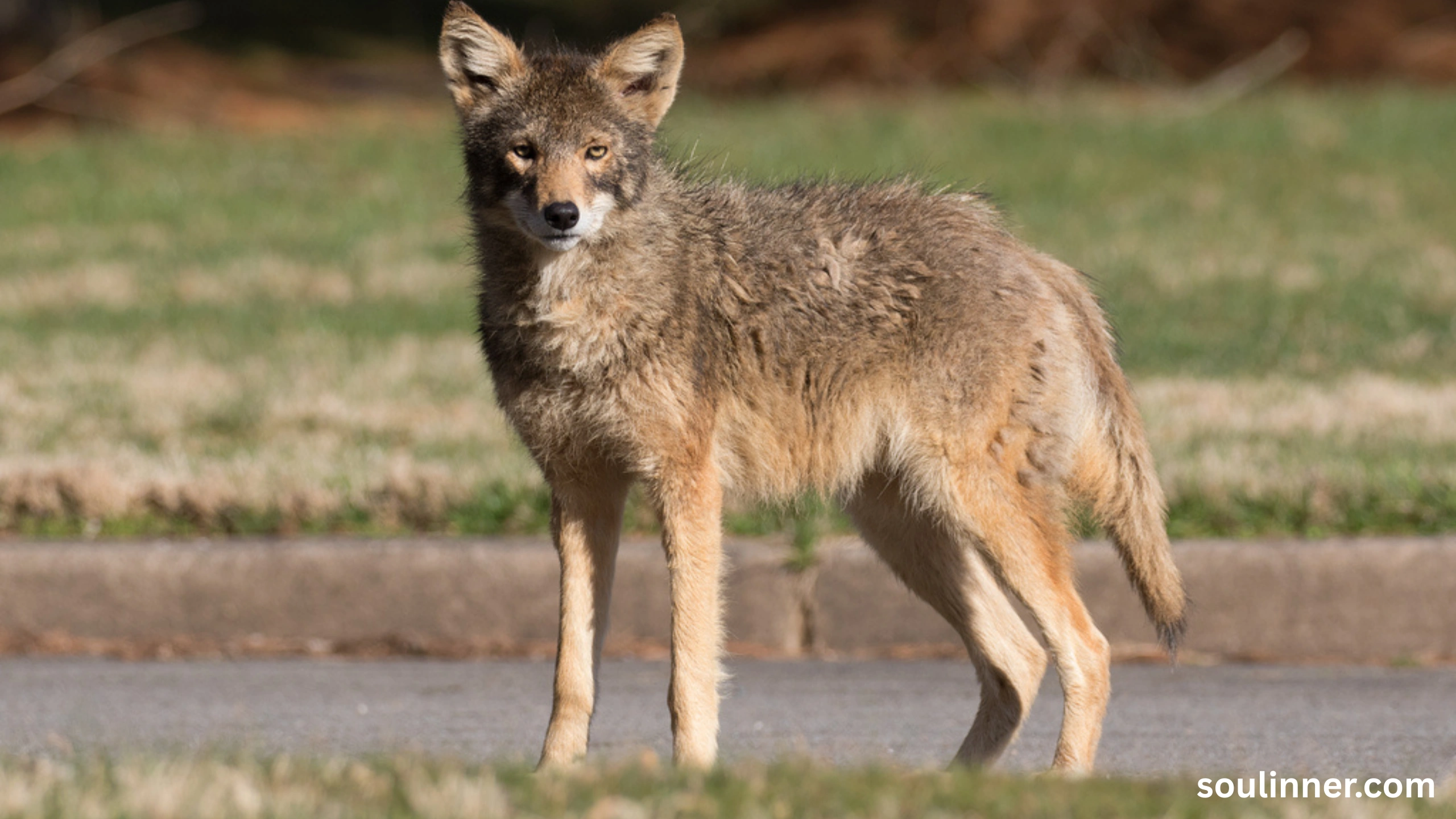 coyote spiritual meaning