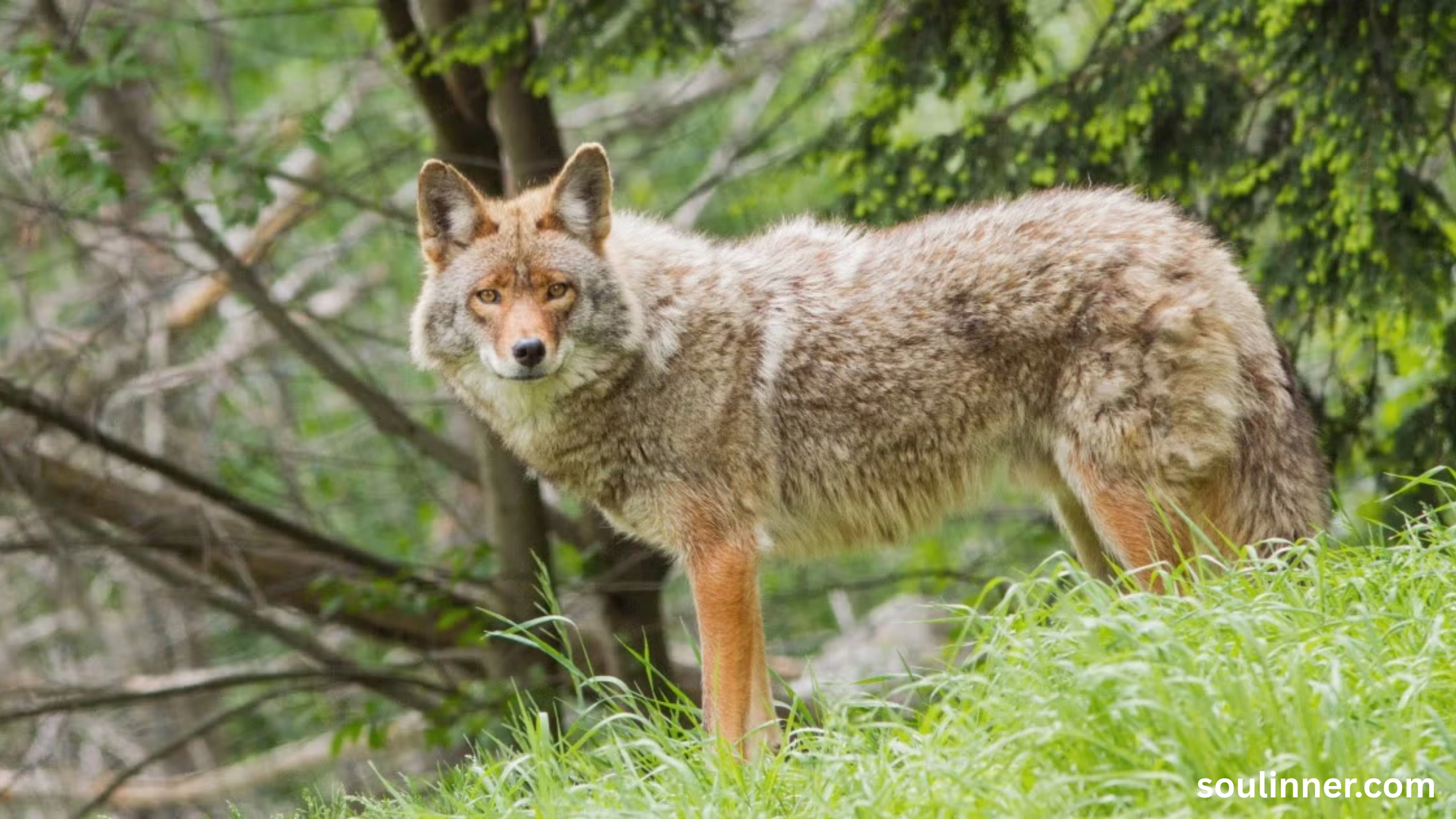 coyote spiritual meaning