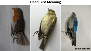 dead bird meaning