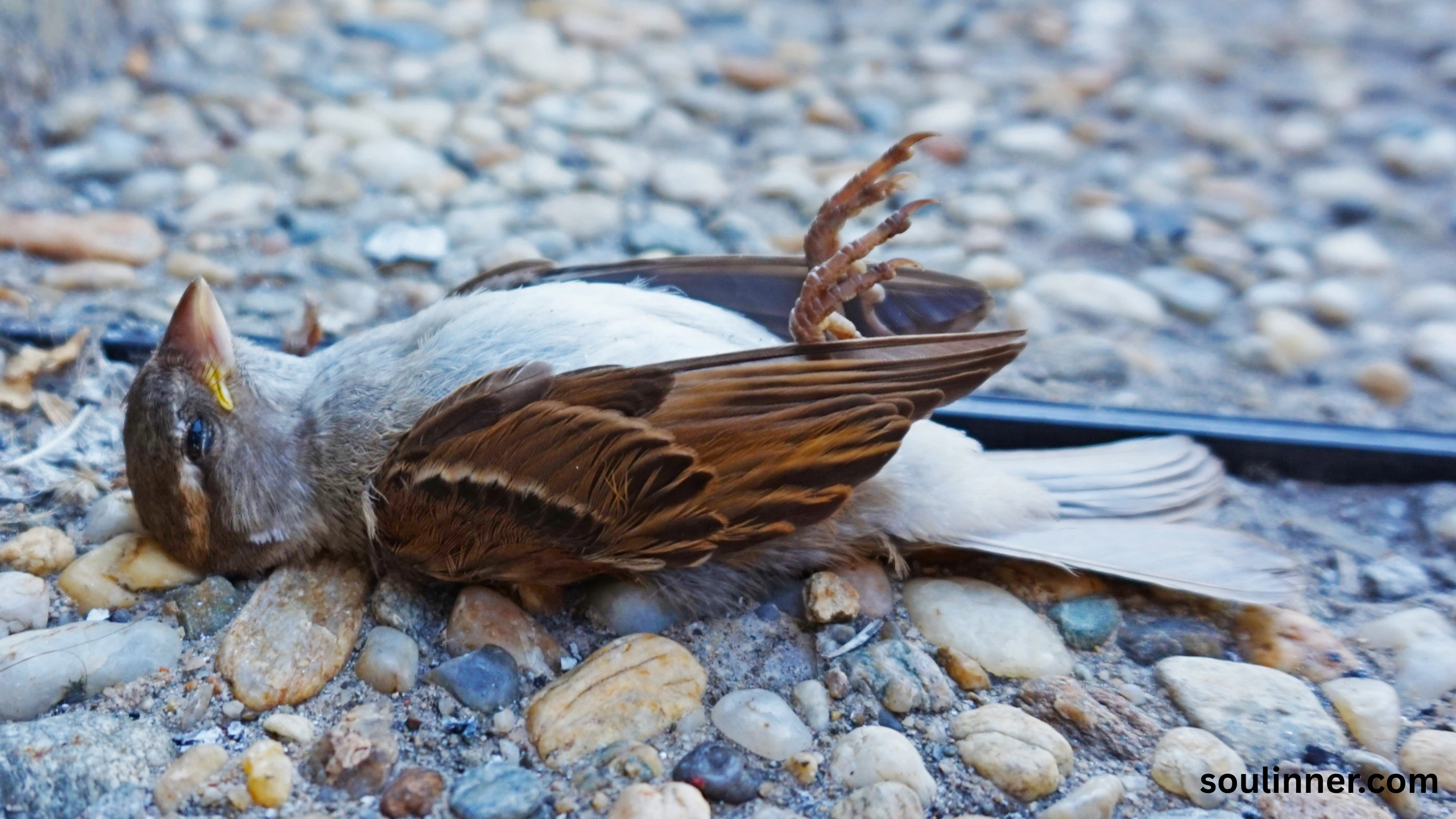 dead bird meaning