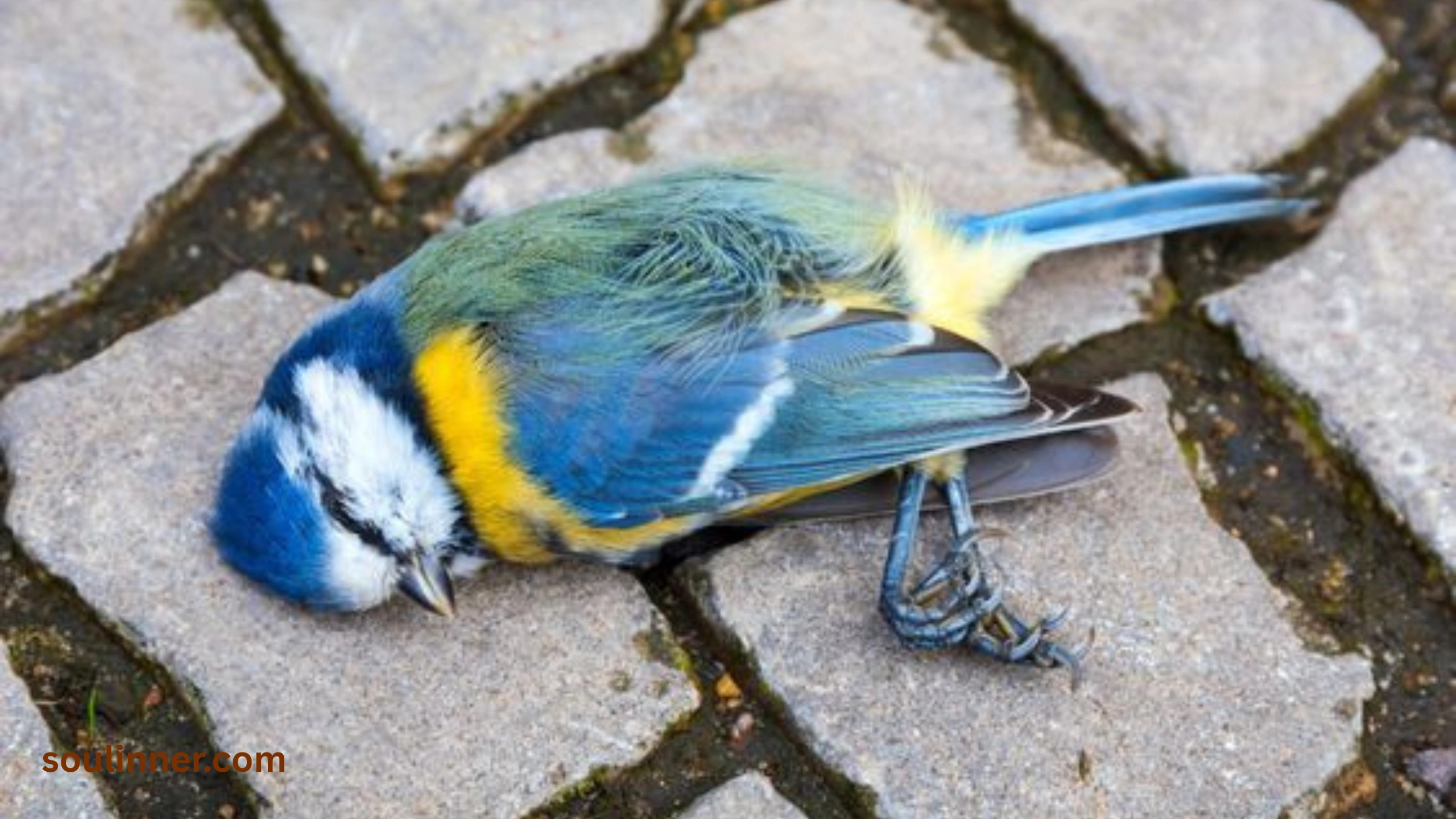 dead bird spiritual meaning