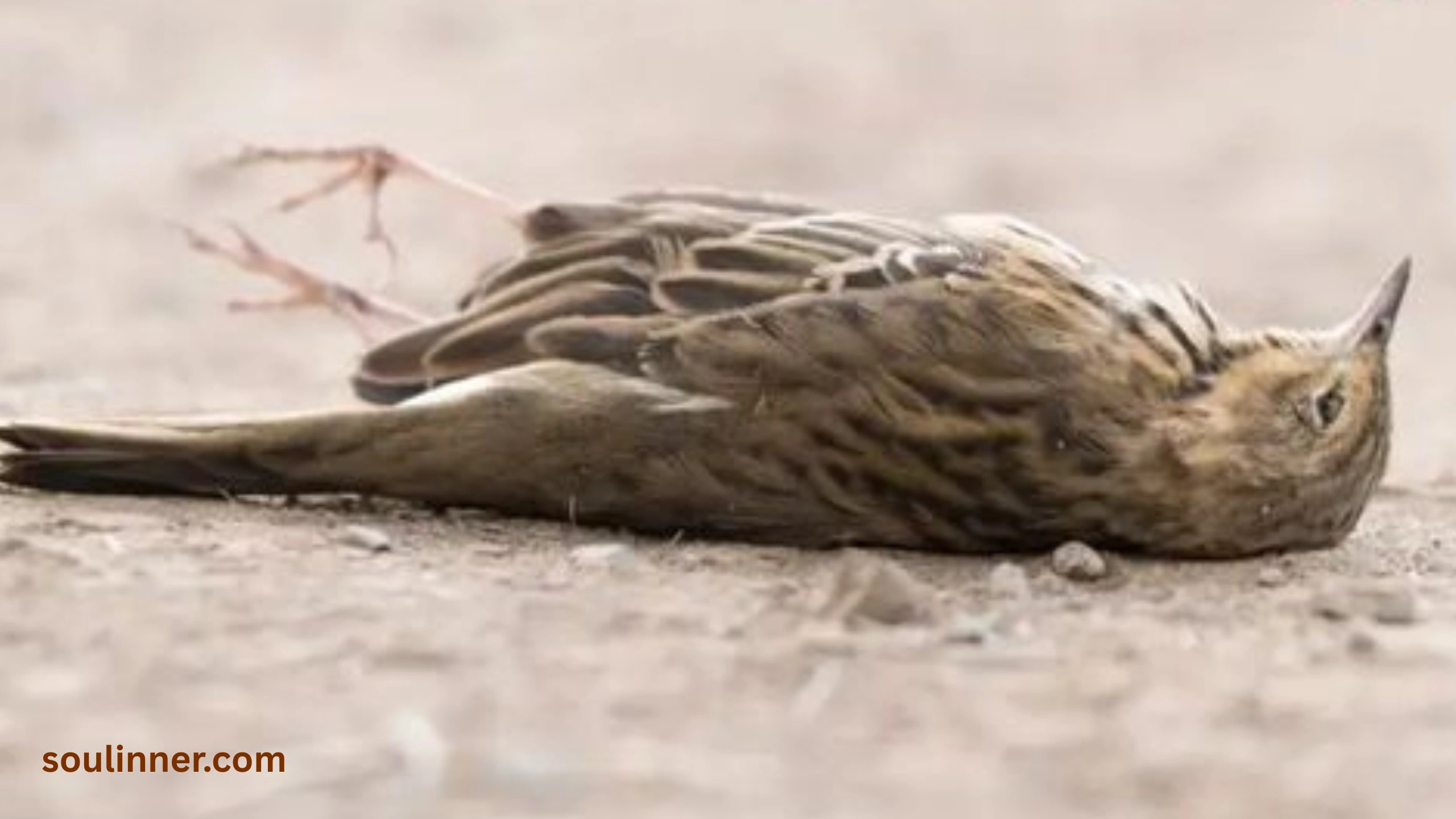 dead bird spiritual meaning