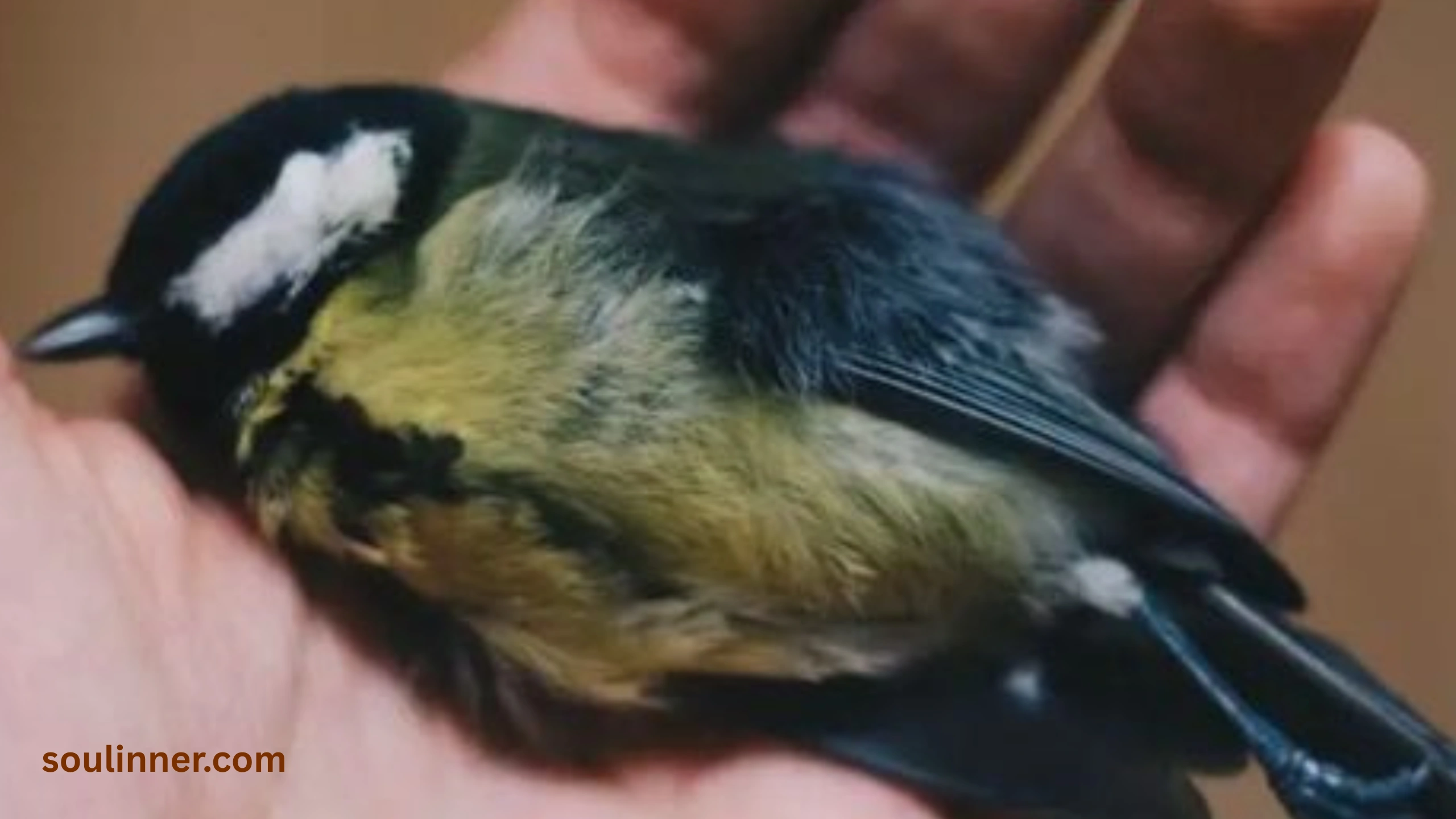 dead bird spiritual meaning