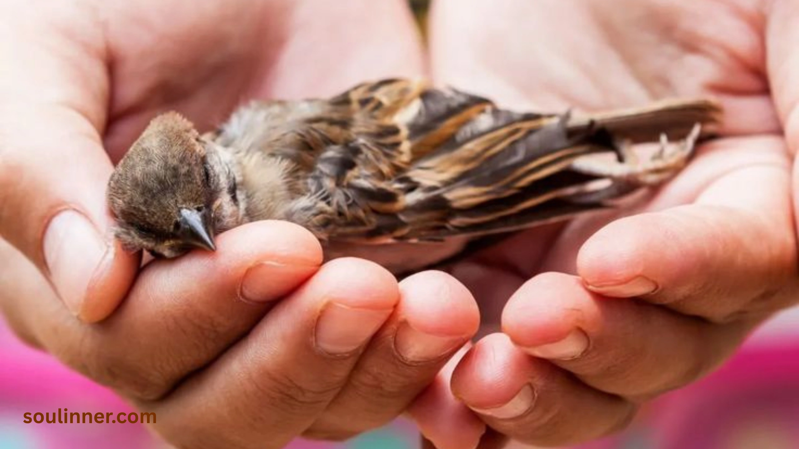 dead bird spiritual meaning